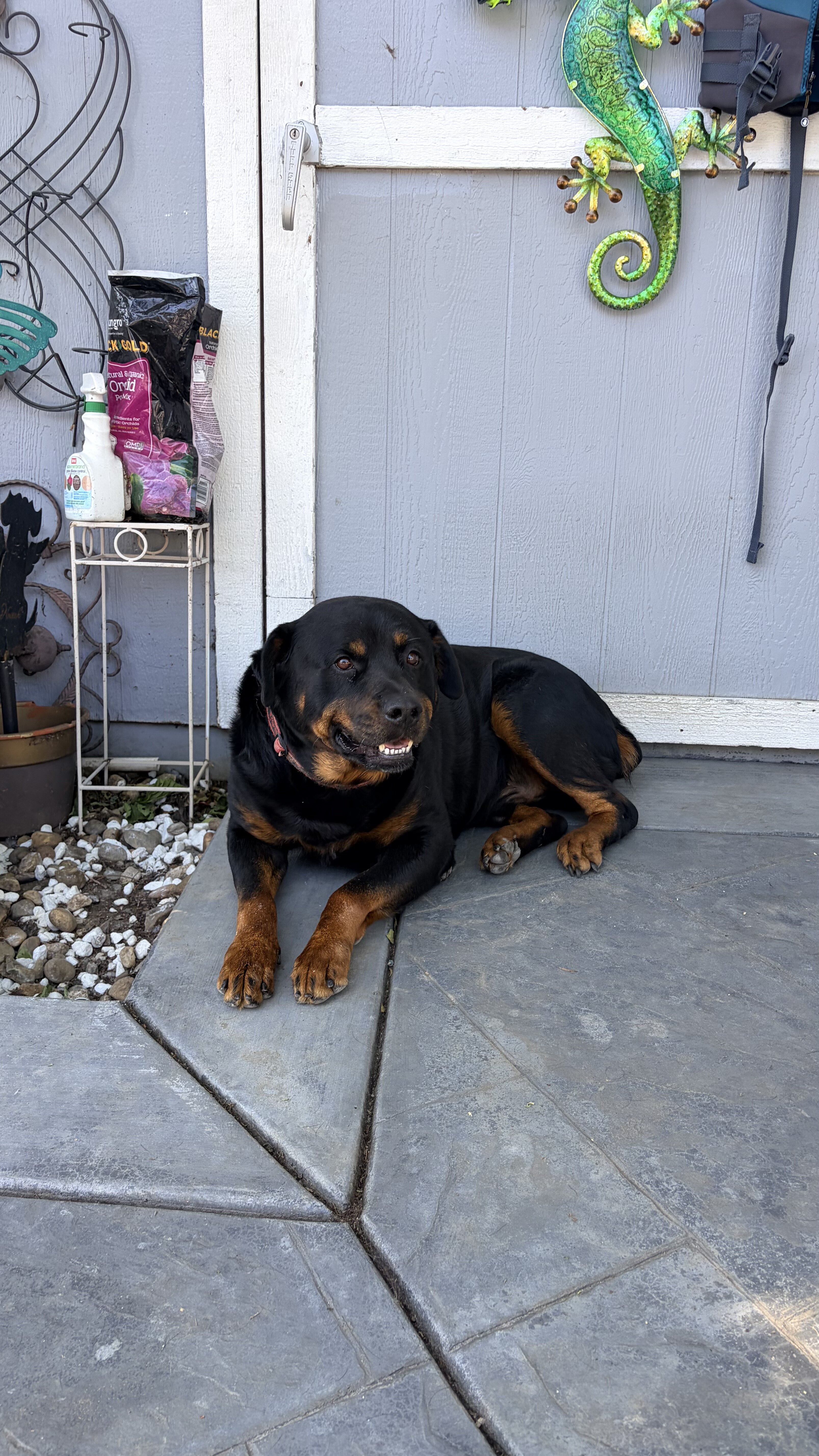 Puppies image 2
