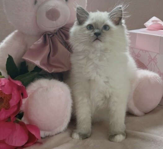 TICA Blue Mitted Ragdoll Girl Lemon image 2
