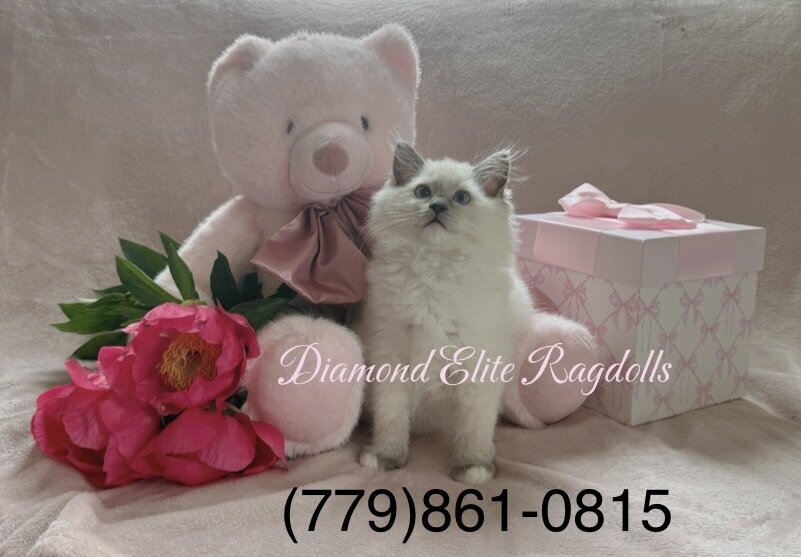 TICA Blue Mitted Ragdoll Girl Lemon image 1