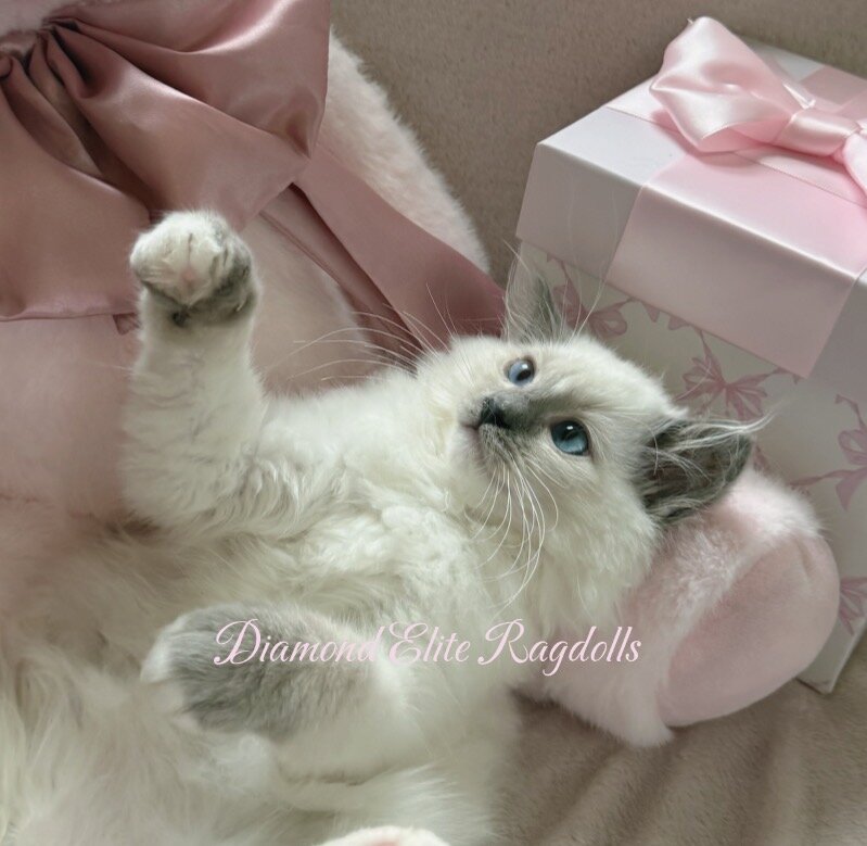 TICA Blue Mitted Ragdoll Girl Lemon image 4