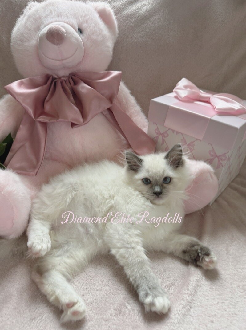 TICA Blue Mitted Ragdoll Girl Lemon image 3