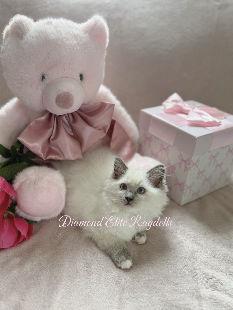 TICA Blue Mitted Ragdoll Girl Lemon image 5