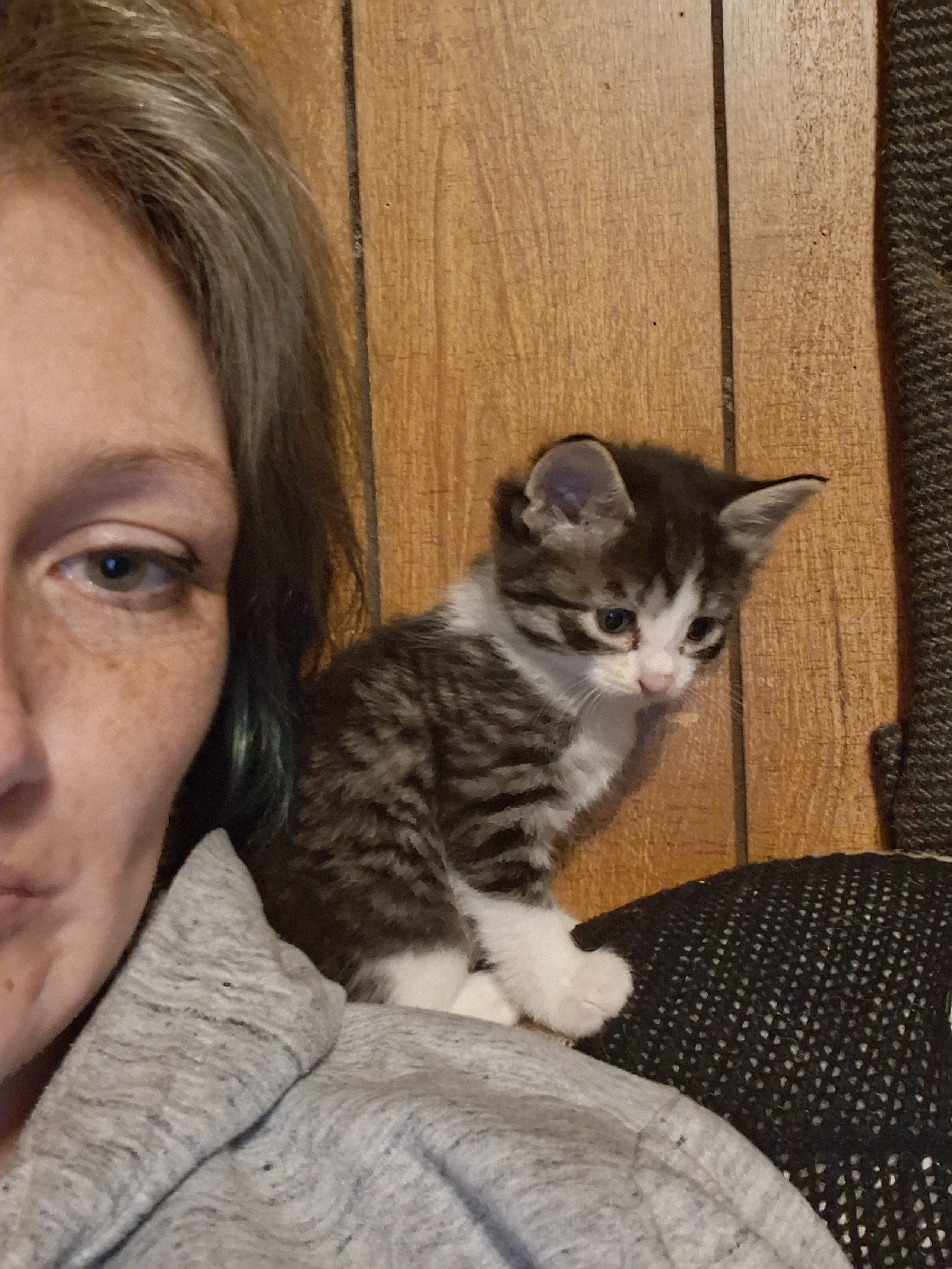 Kittens image 1