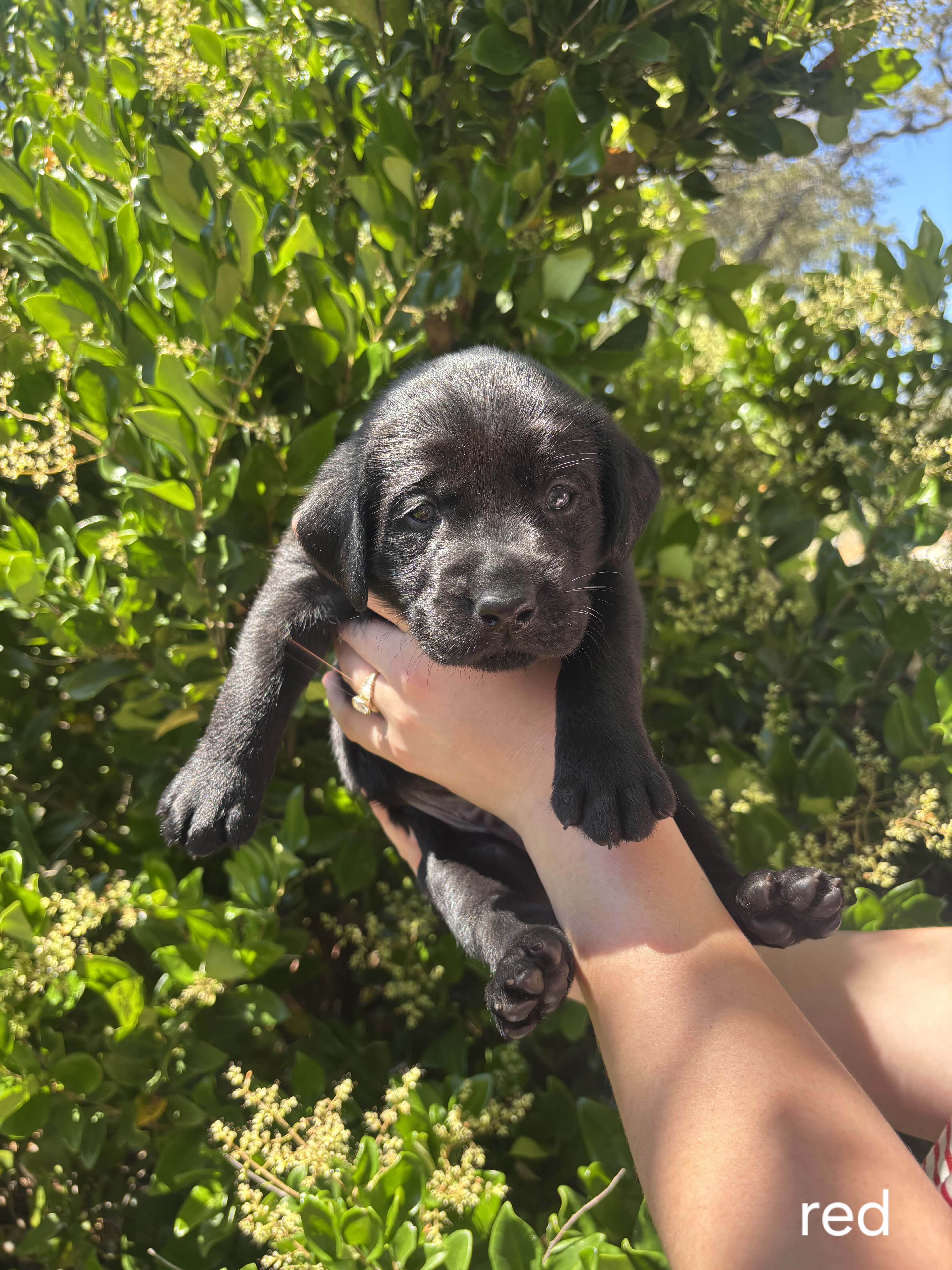 Labrador Puppies image 5