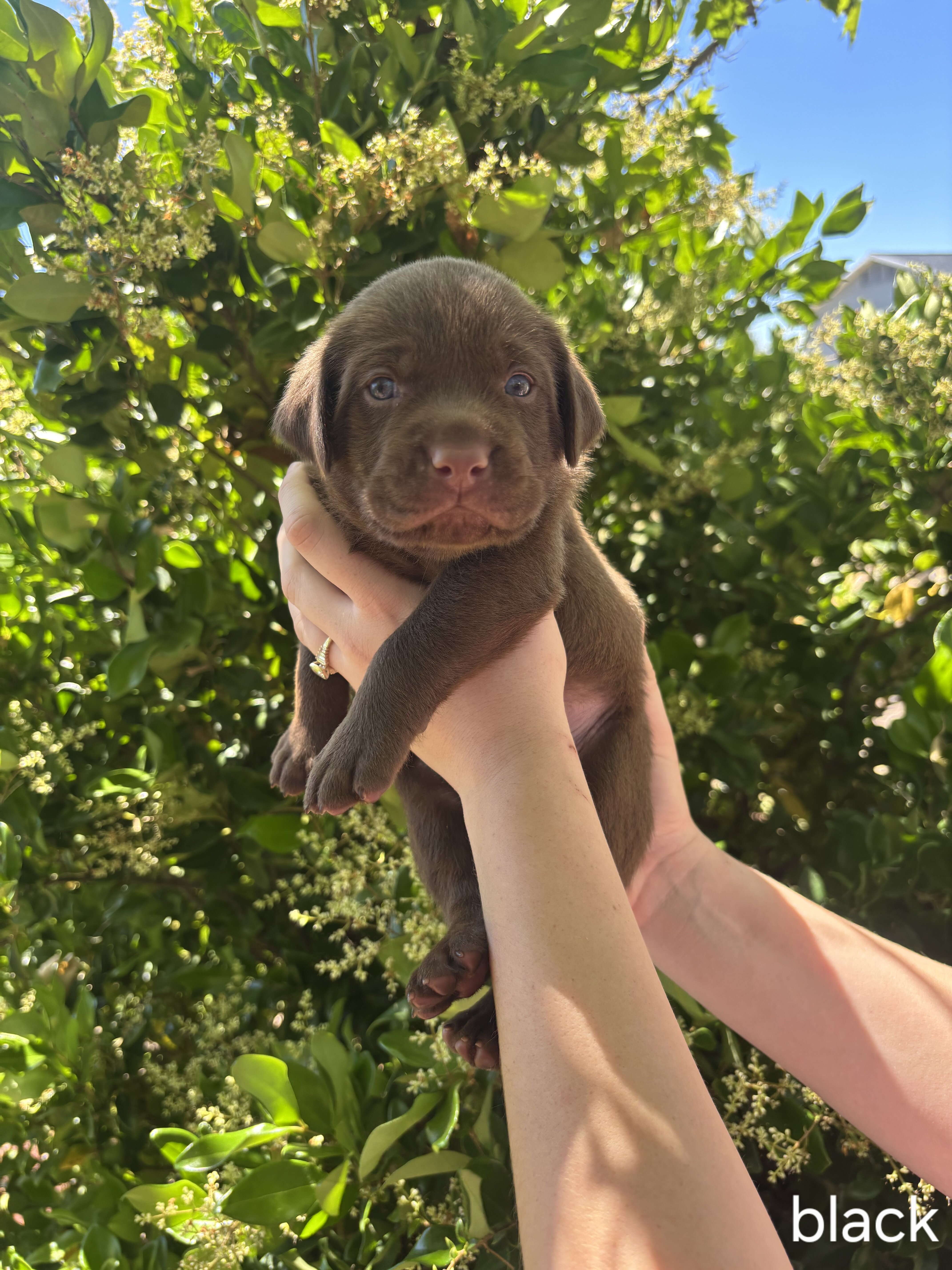 Labrador Puppies image 6