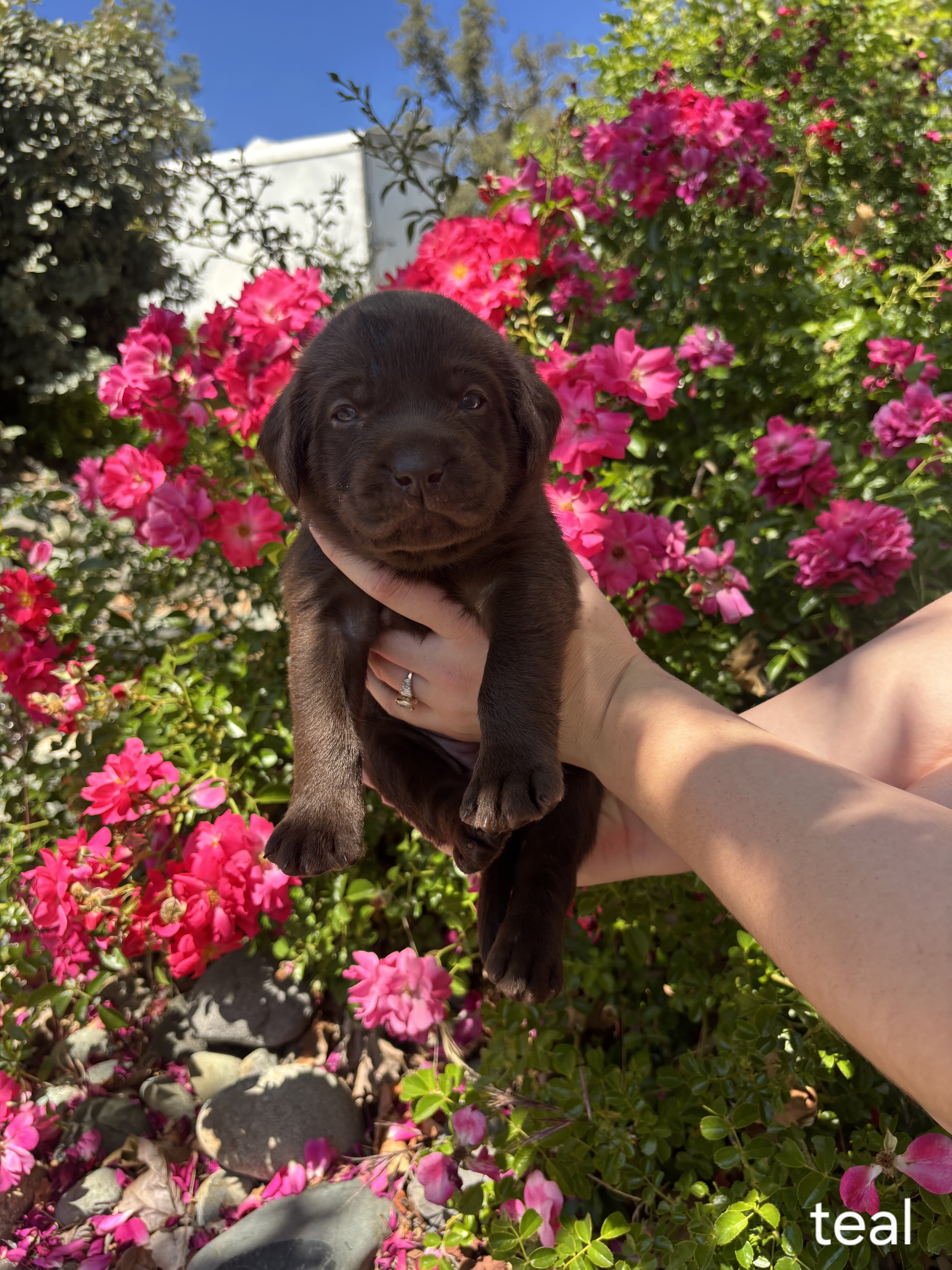 Labrador Puppies image 4