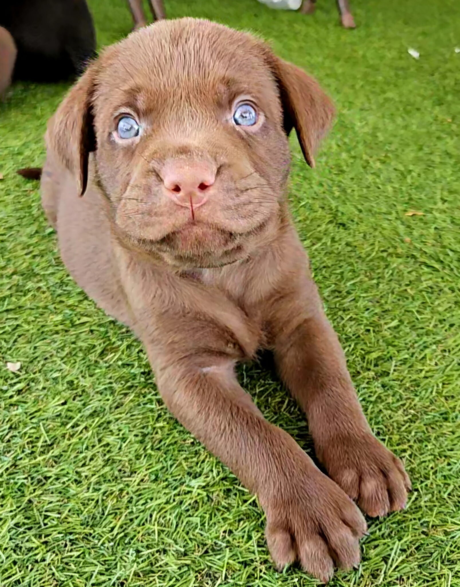 Labrador Puppies image 1