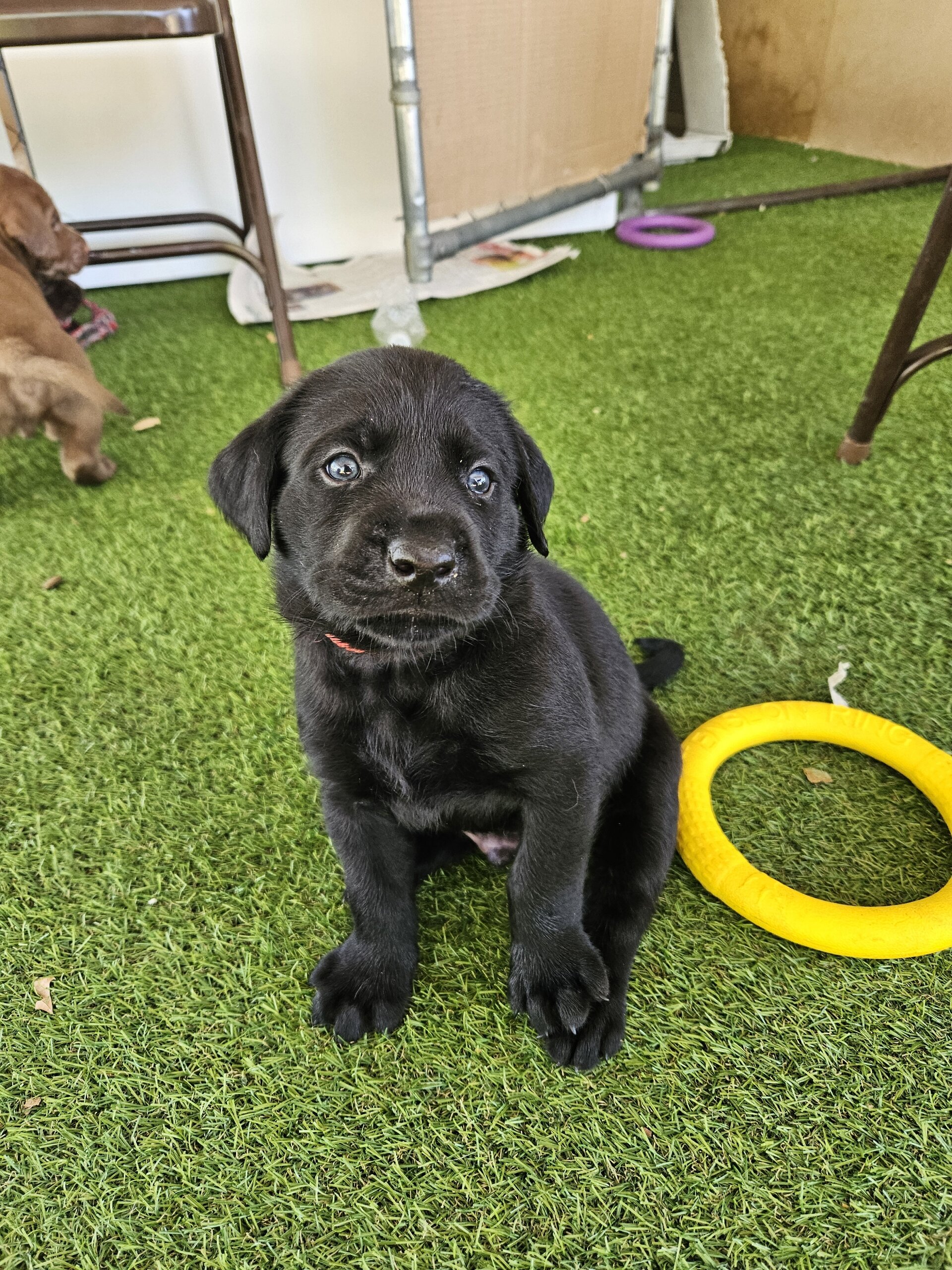 Labrador Puppies image 3