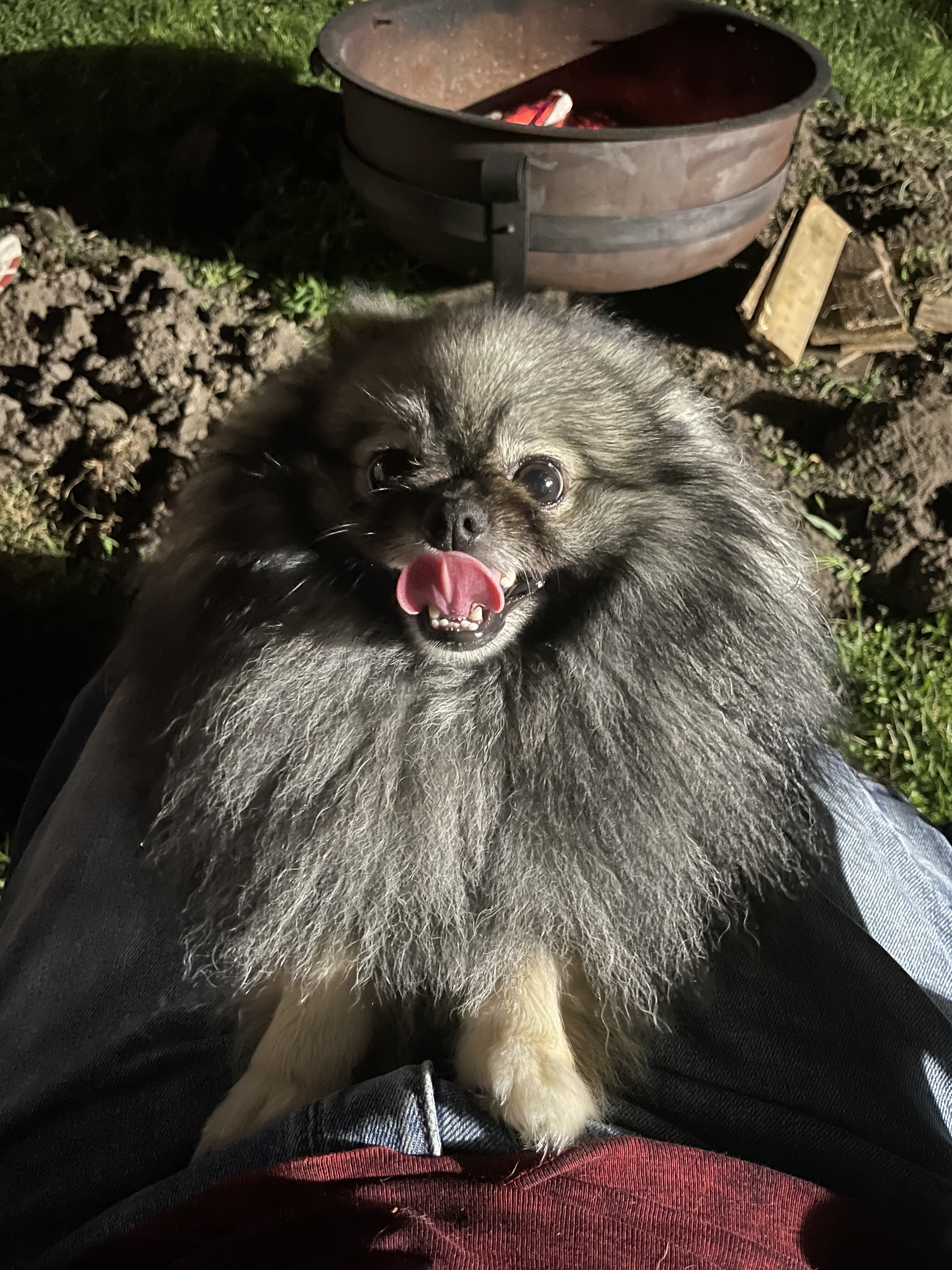 Male Pomeranian image 5