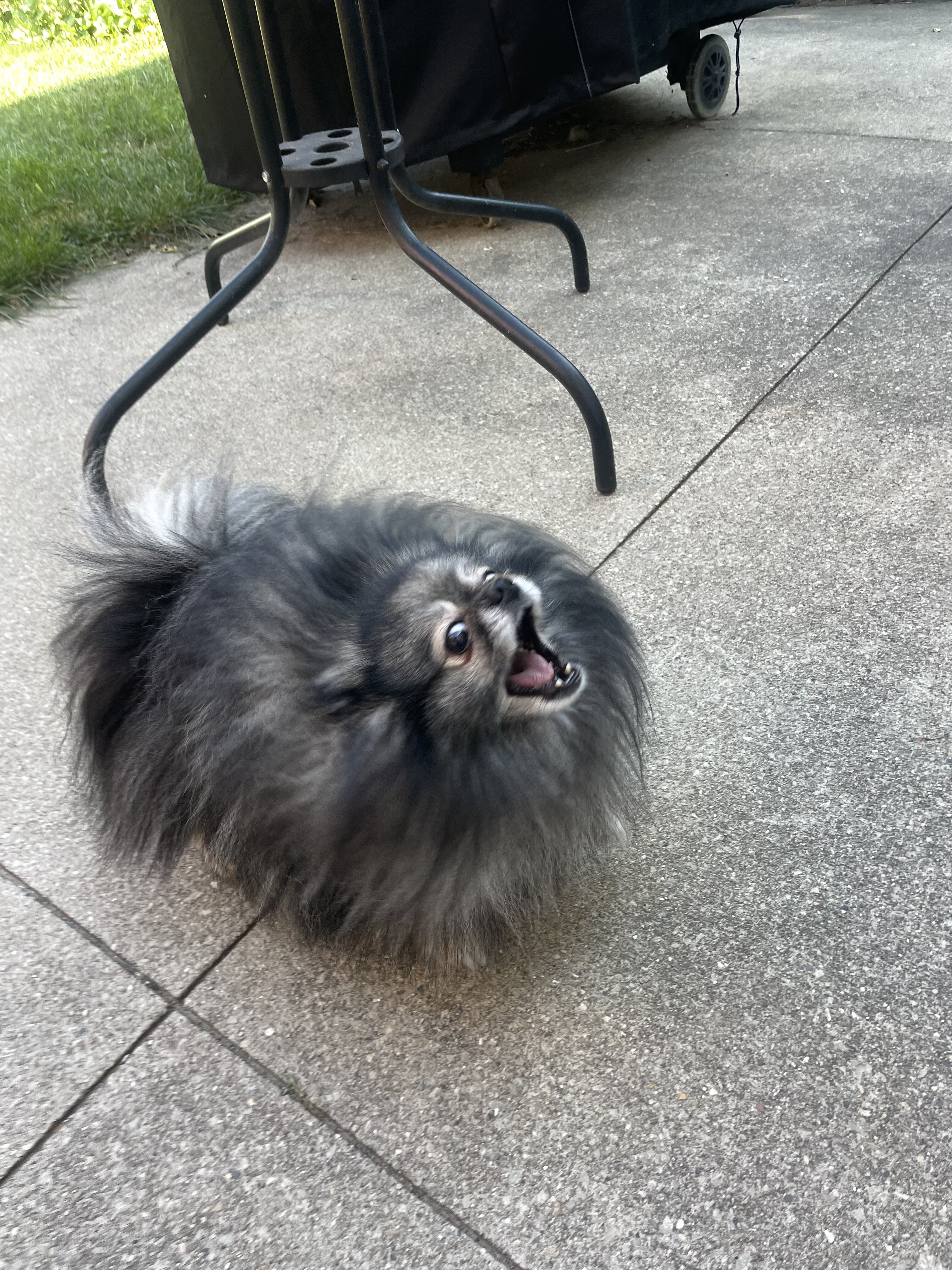 Male Pomeranian image 4