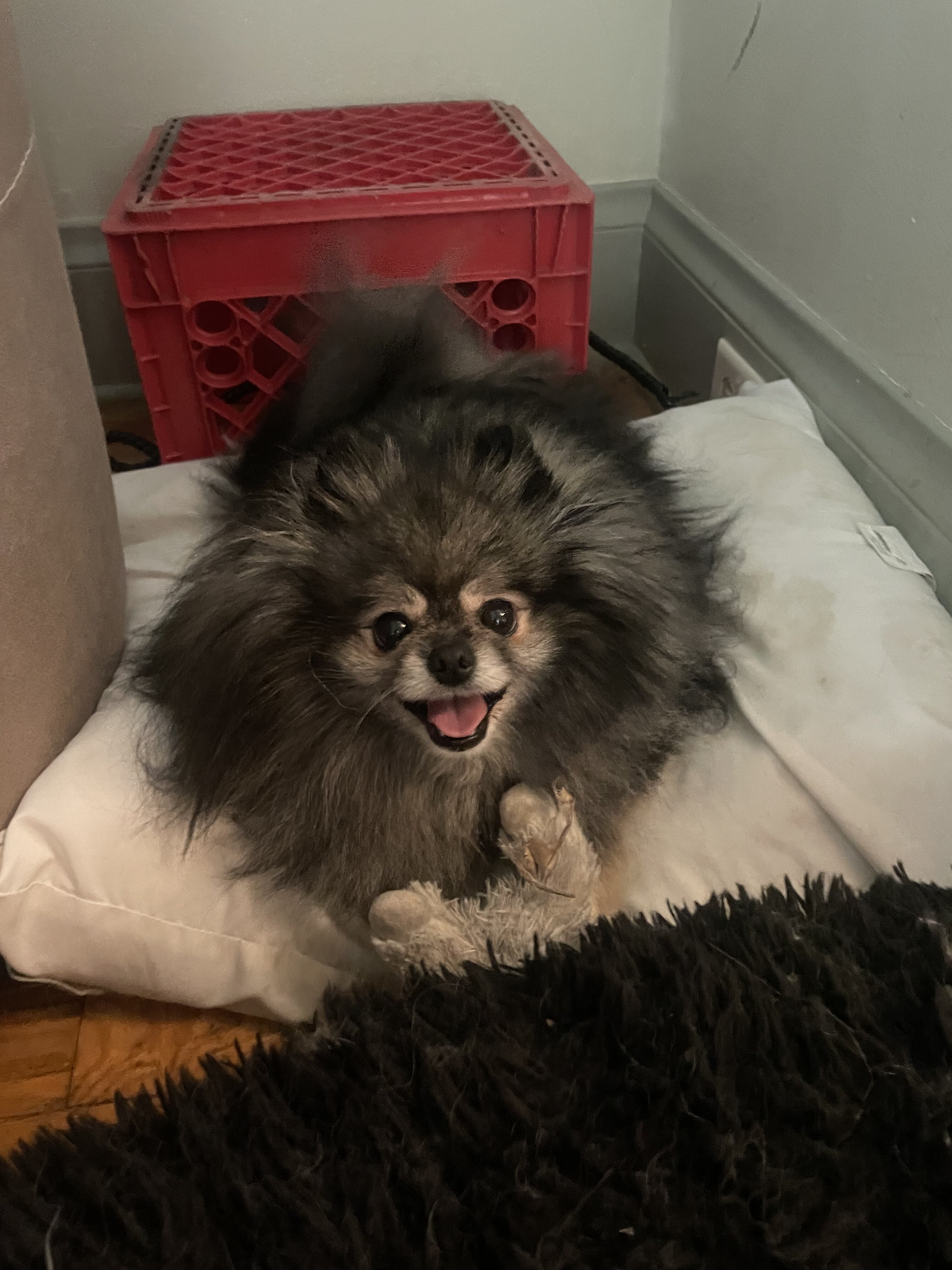 Male Pomeranian image 7