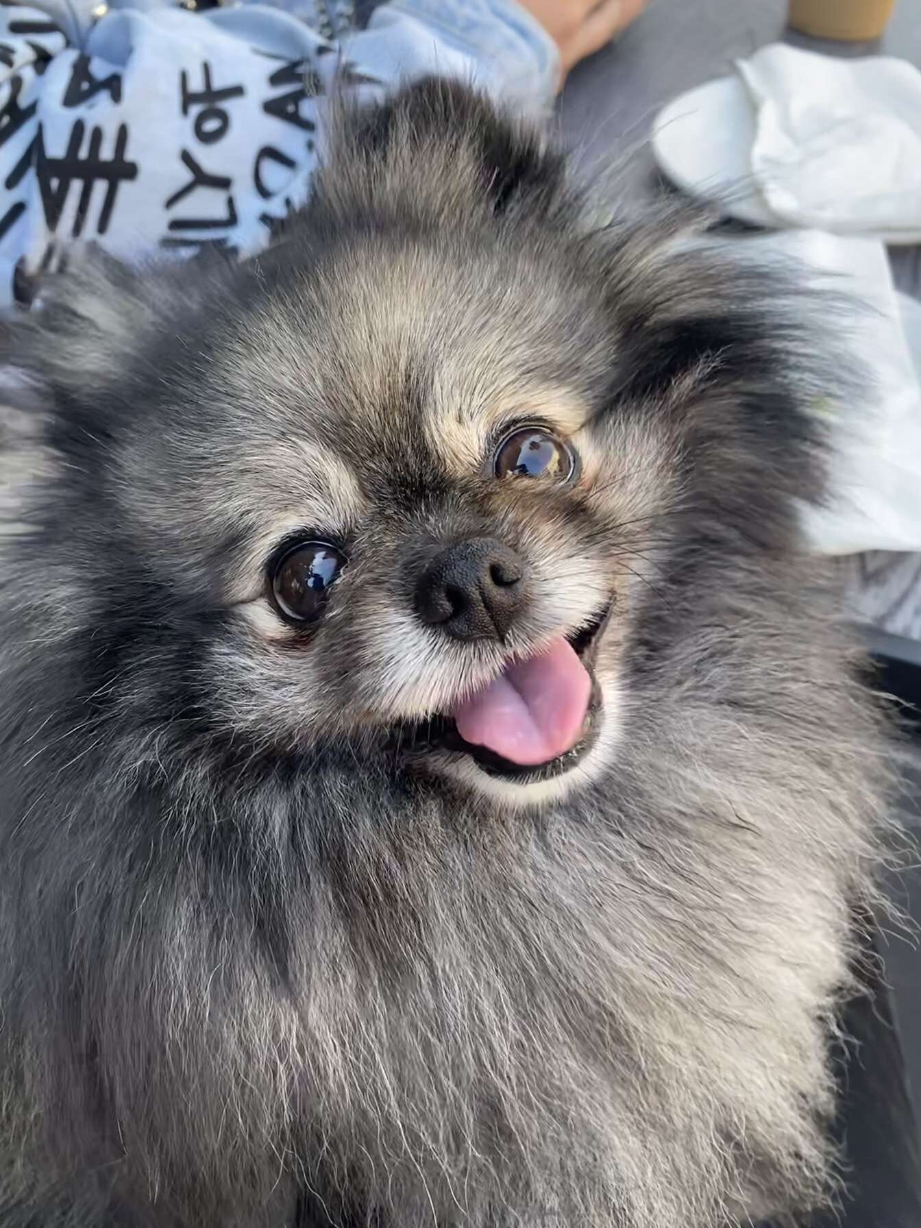 Male Pomeranian image 2