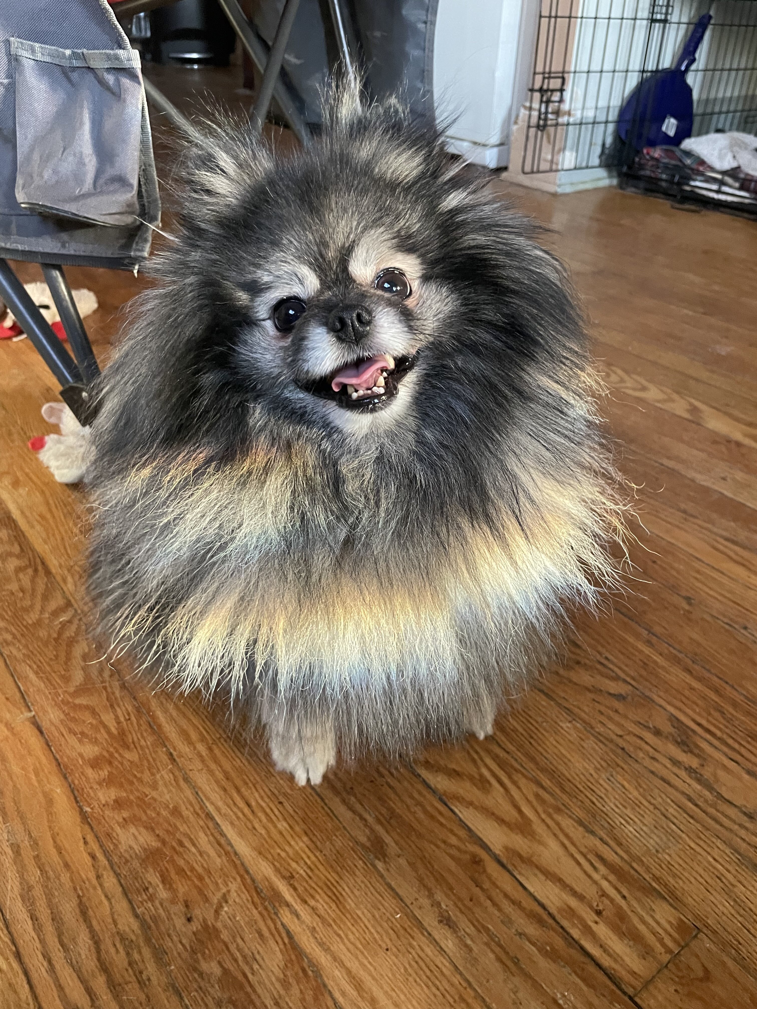 Male Pomeranian image 1