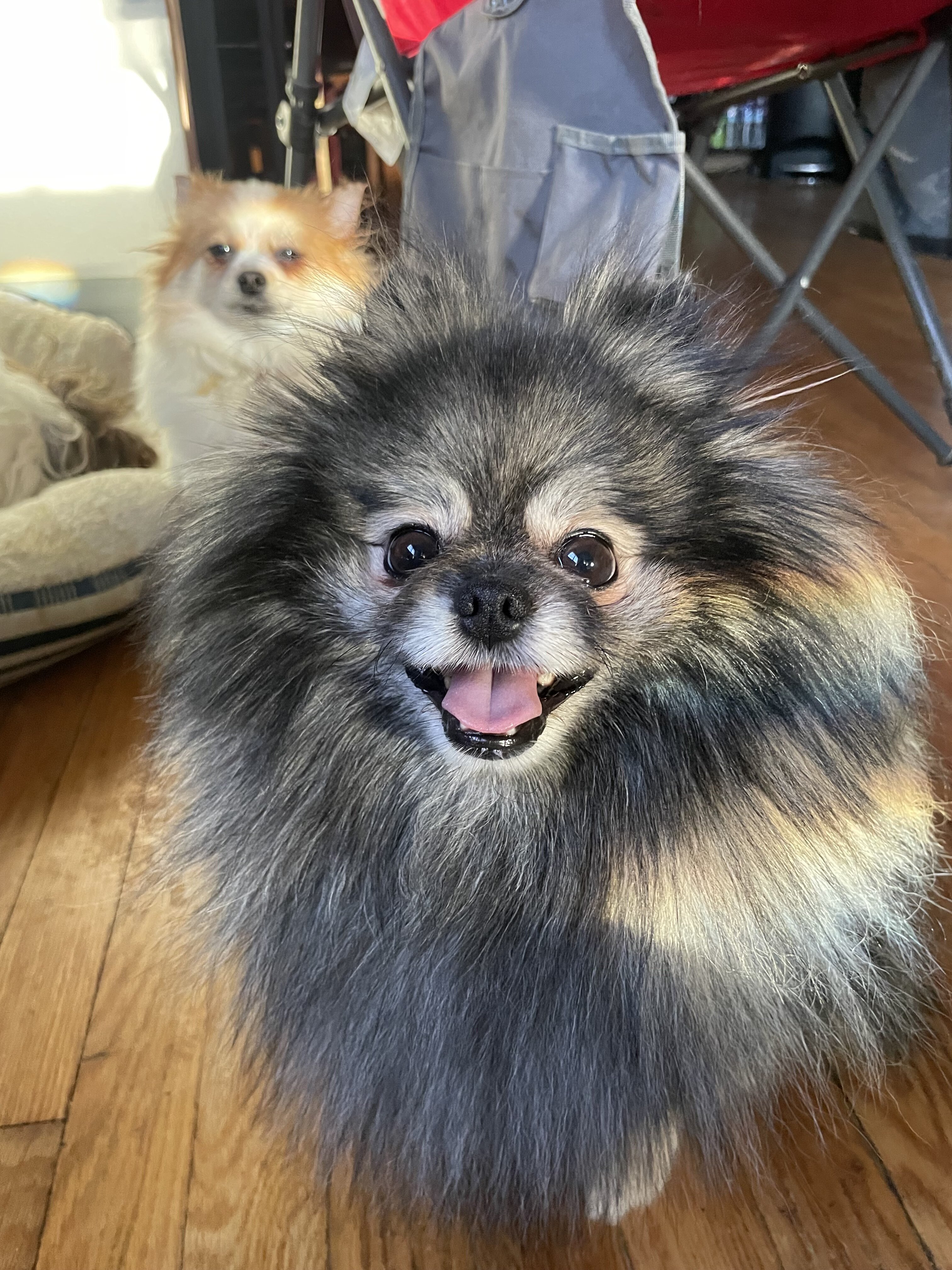 Male Pomeranian image 3
