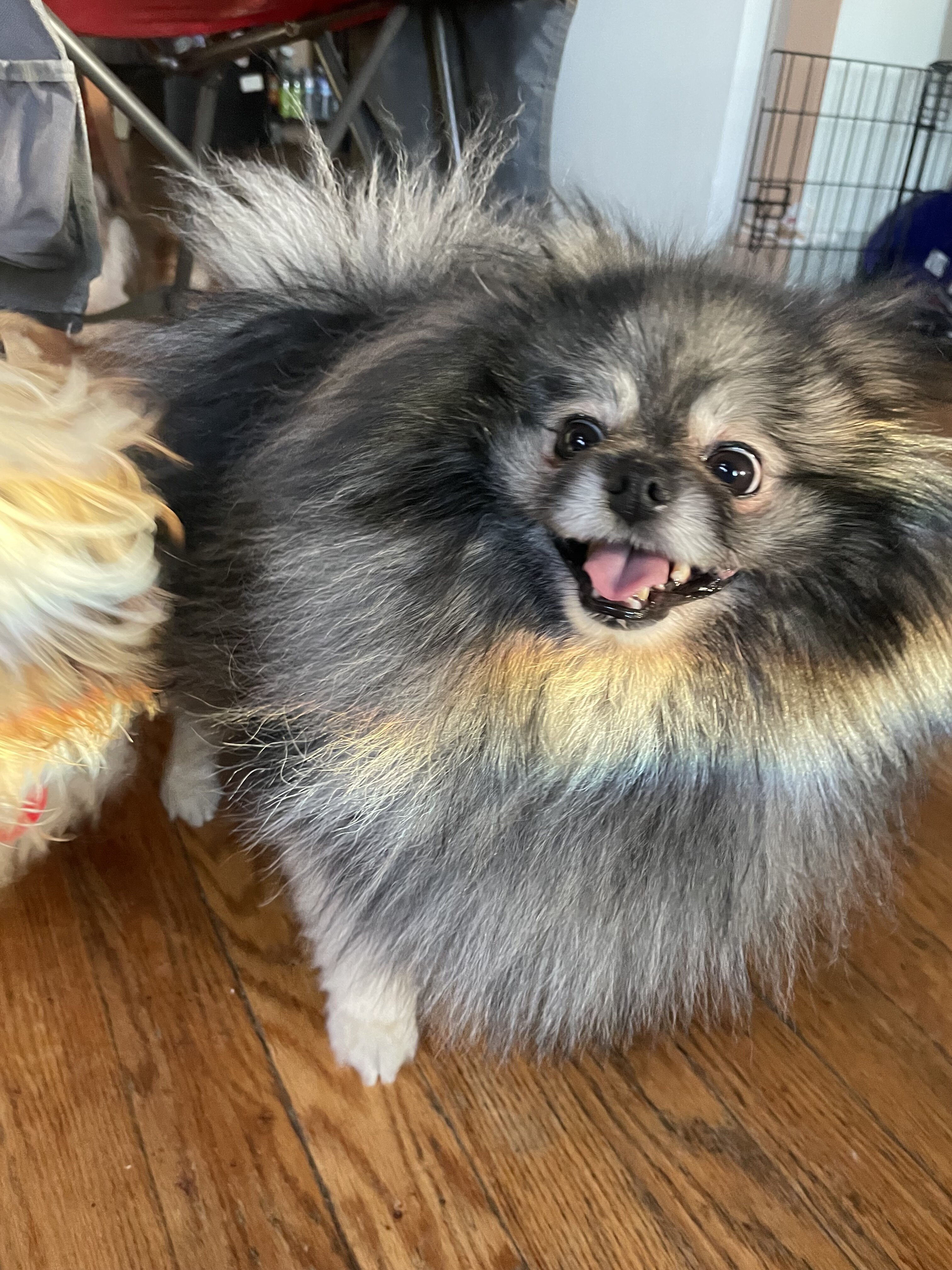 Male Pomeranian image 6