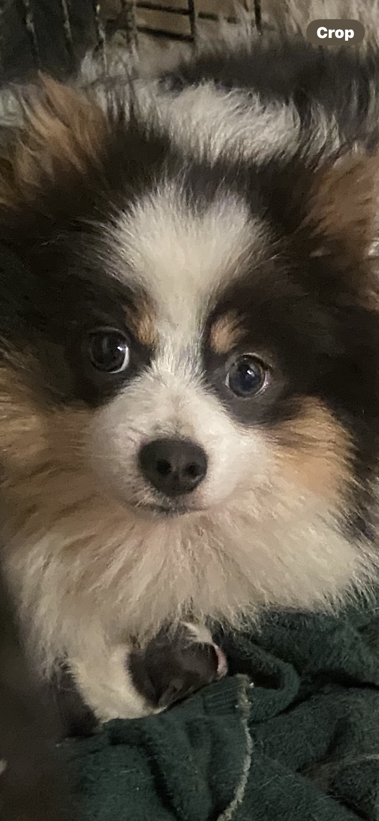 Pomeranian Puppy image 4