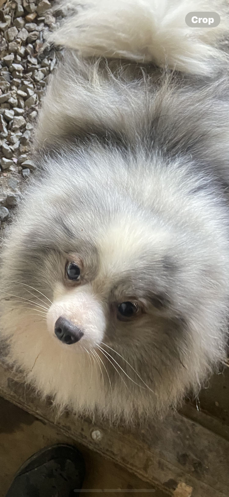 Pomeranian Puppy image 3