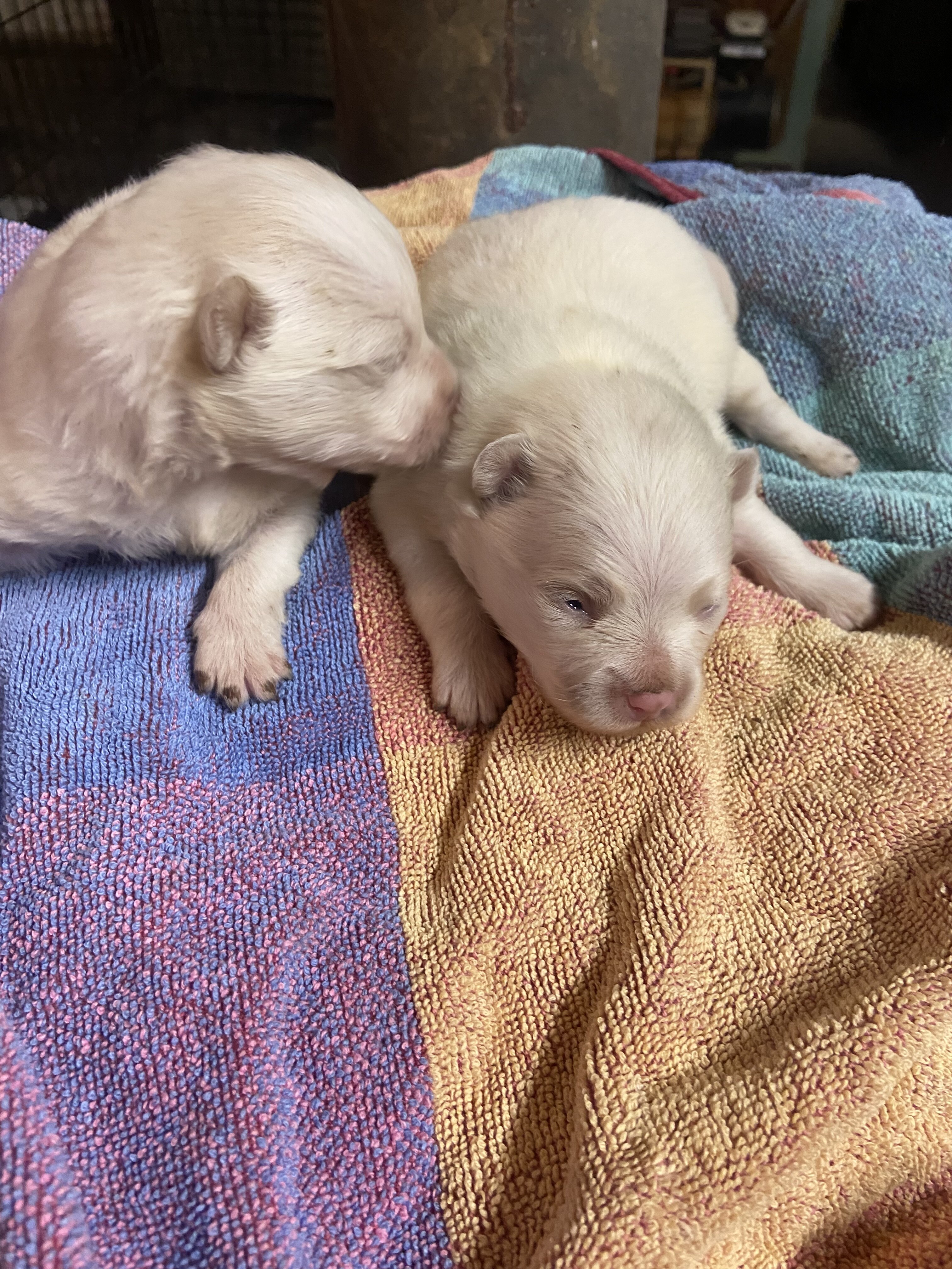 Pomeranian Puppy image 2