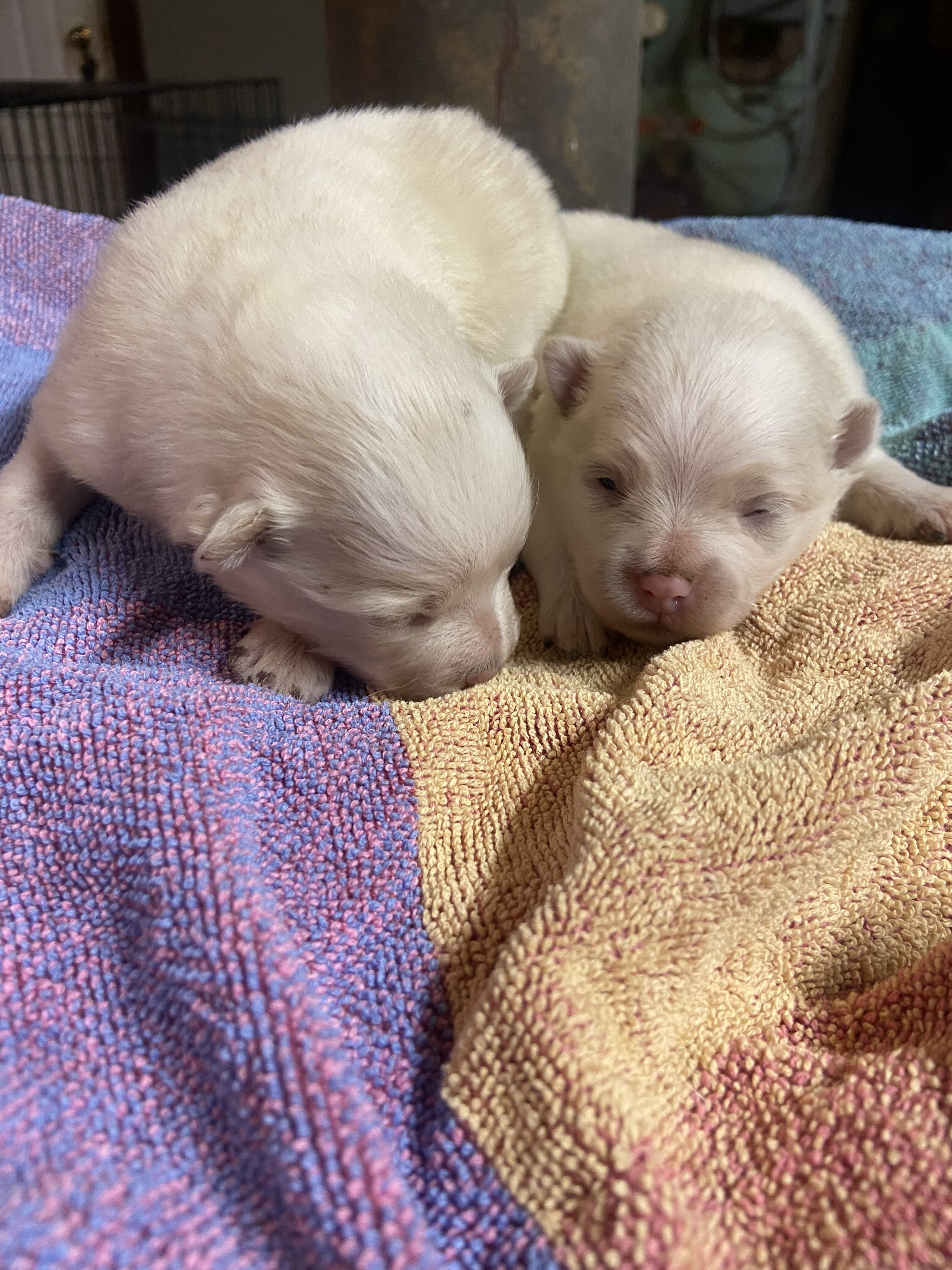 Pomeranian Puppy image 1