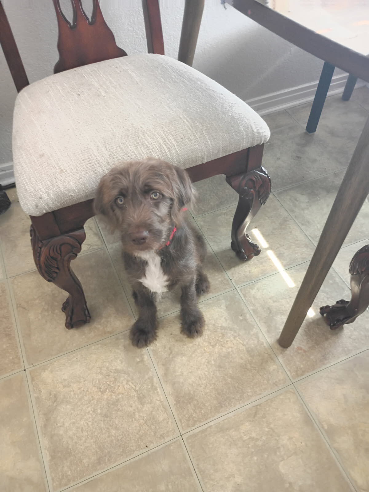 Labradoodle image 2