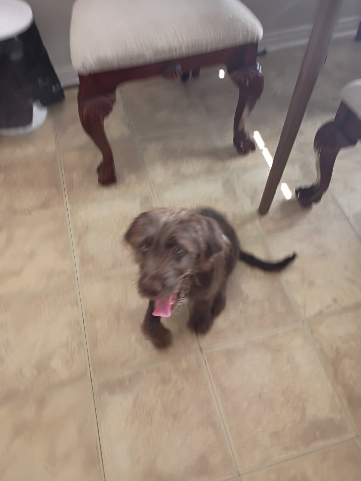 Labradoodle image 1