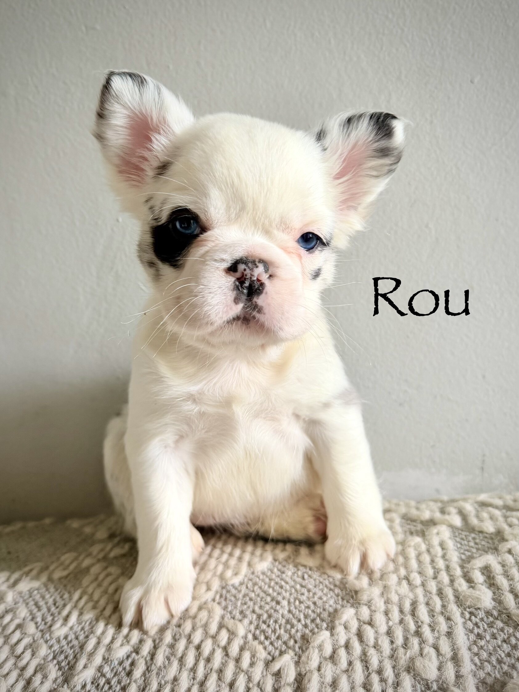 French Bulldog Puppies image 5