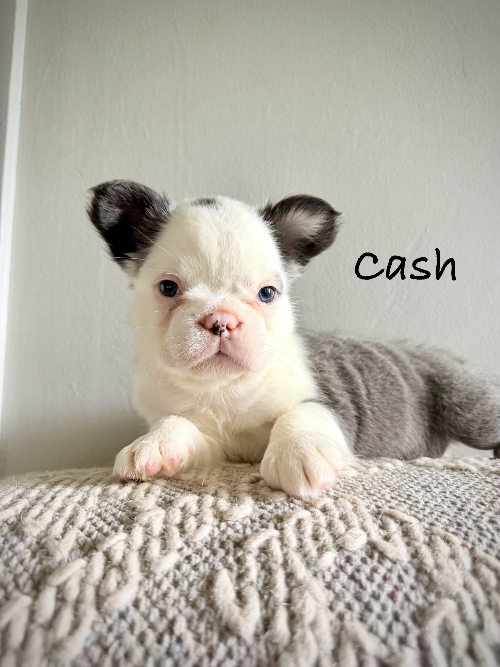 French Bulldog Puppies image 4