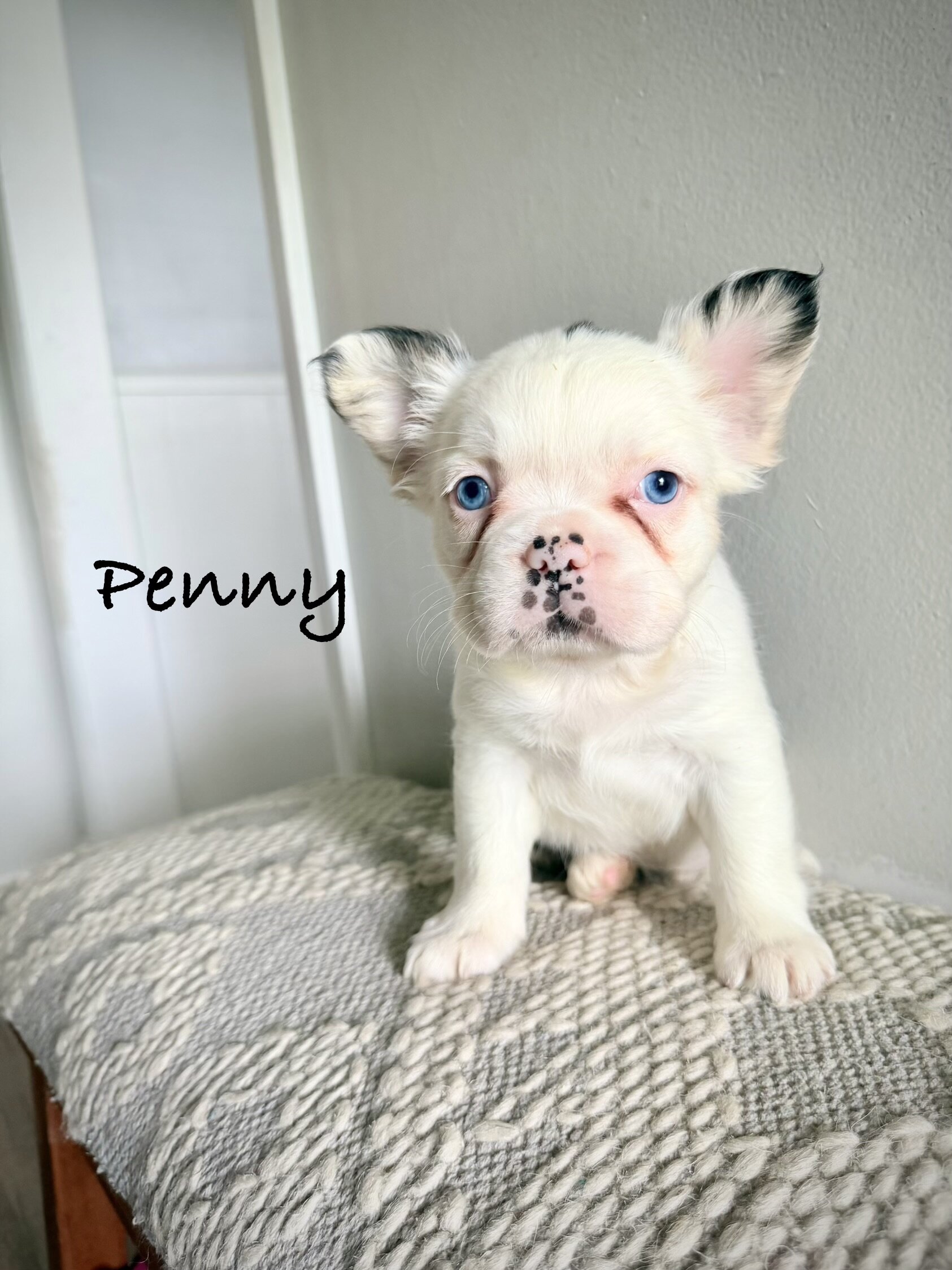 French Bulldog Puppies image 3
