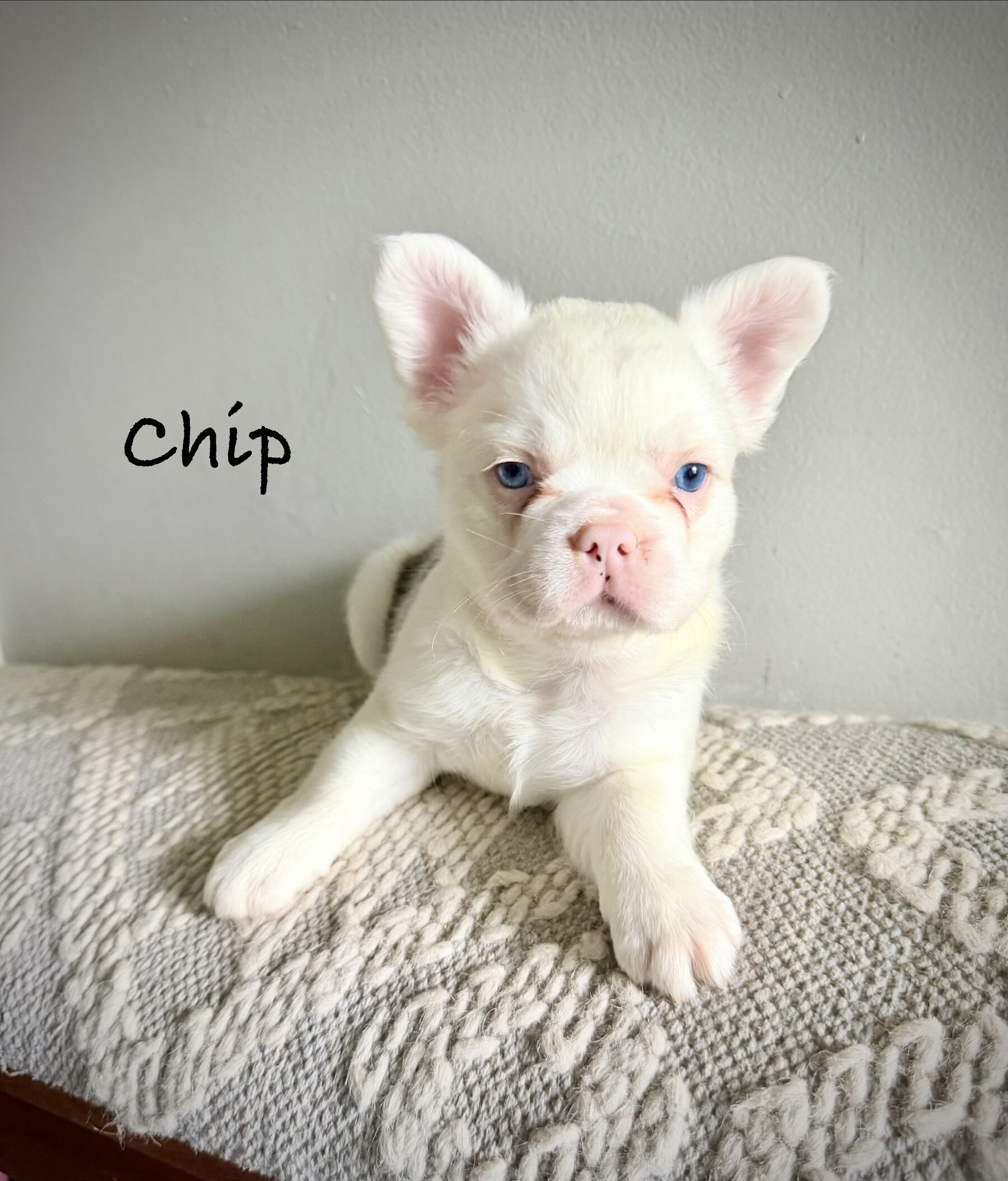 French Bulldog Puppies image 2