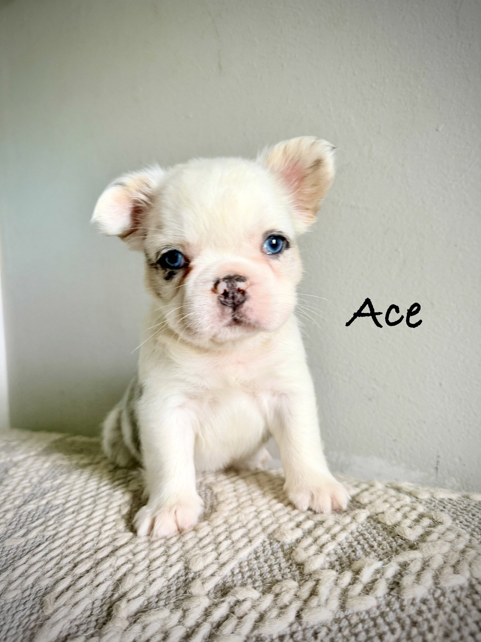 French Bulldog Puppies image 1