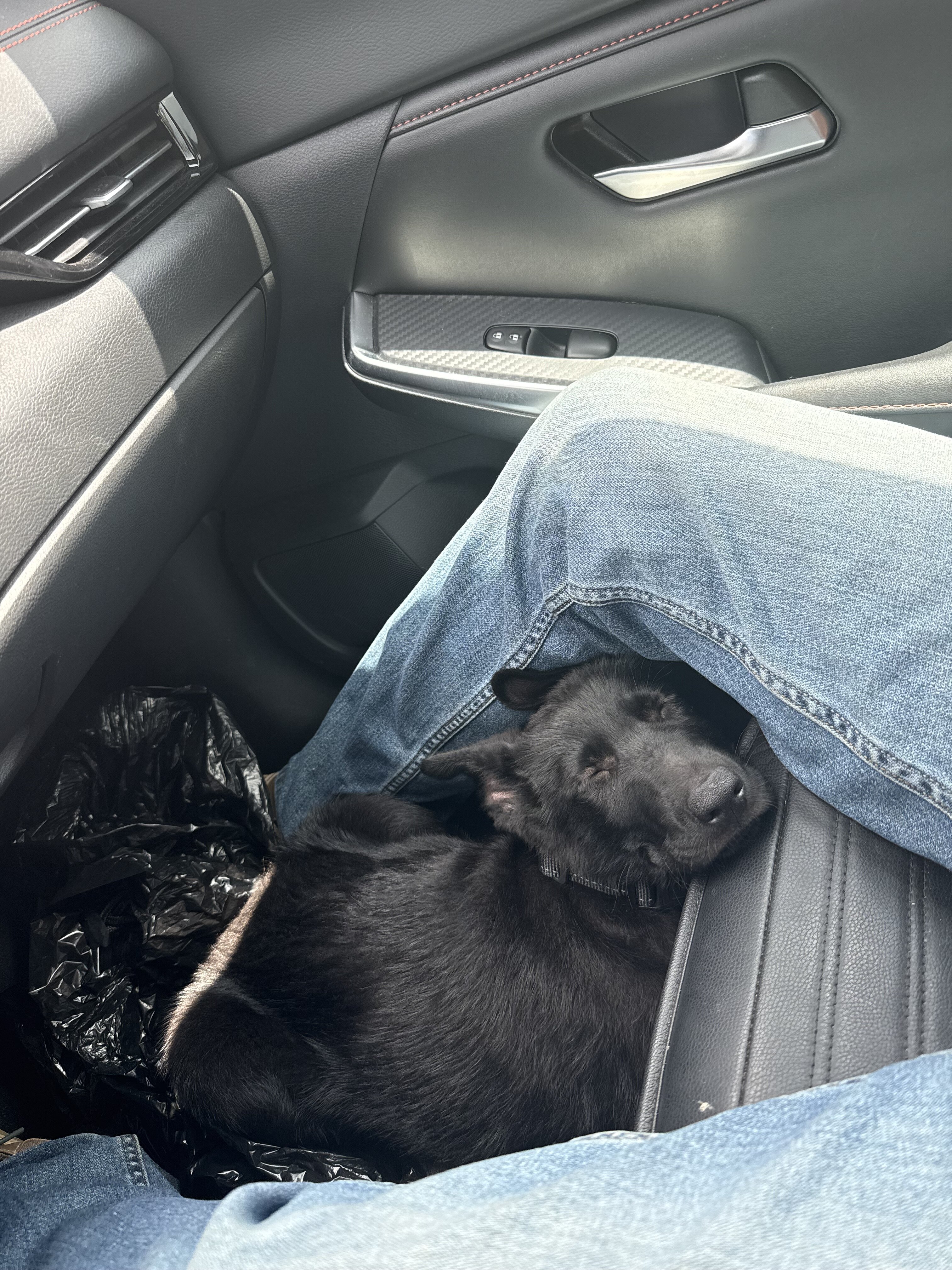 German shepherd puppy image 2