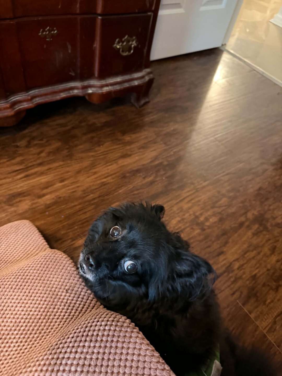 Black Pom image 2