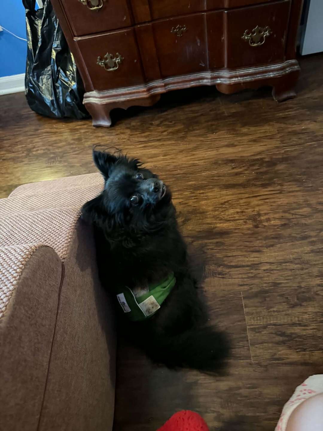 Black Pom image 1