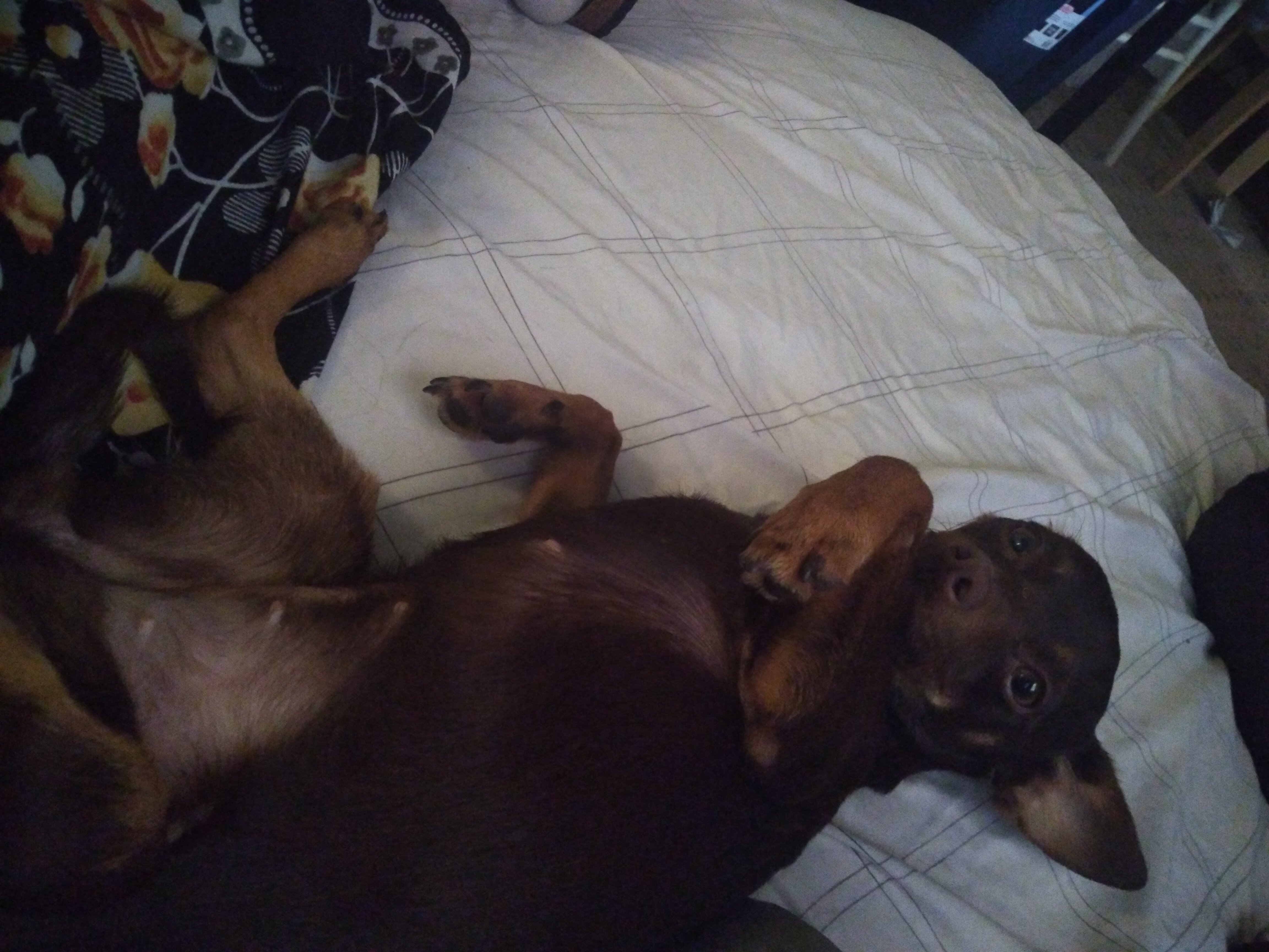 Female min pin image 1