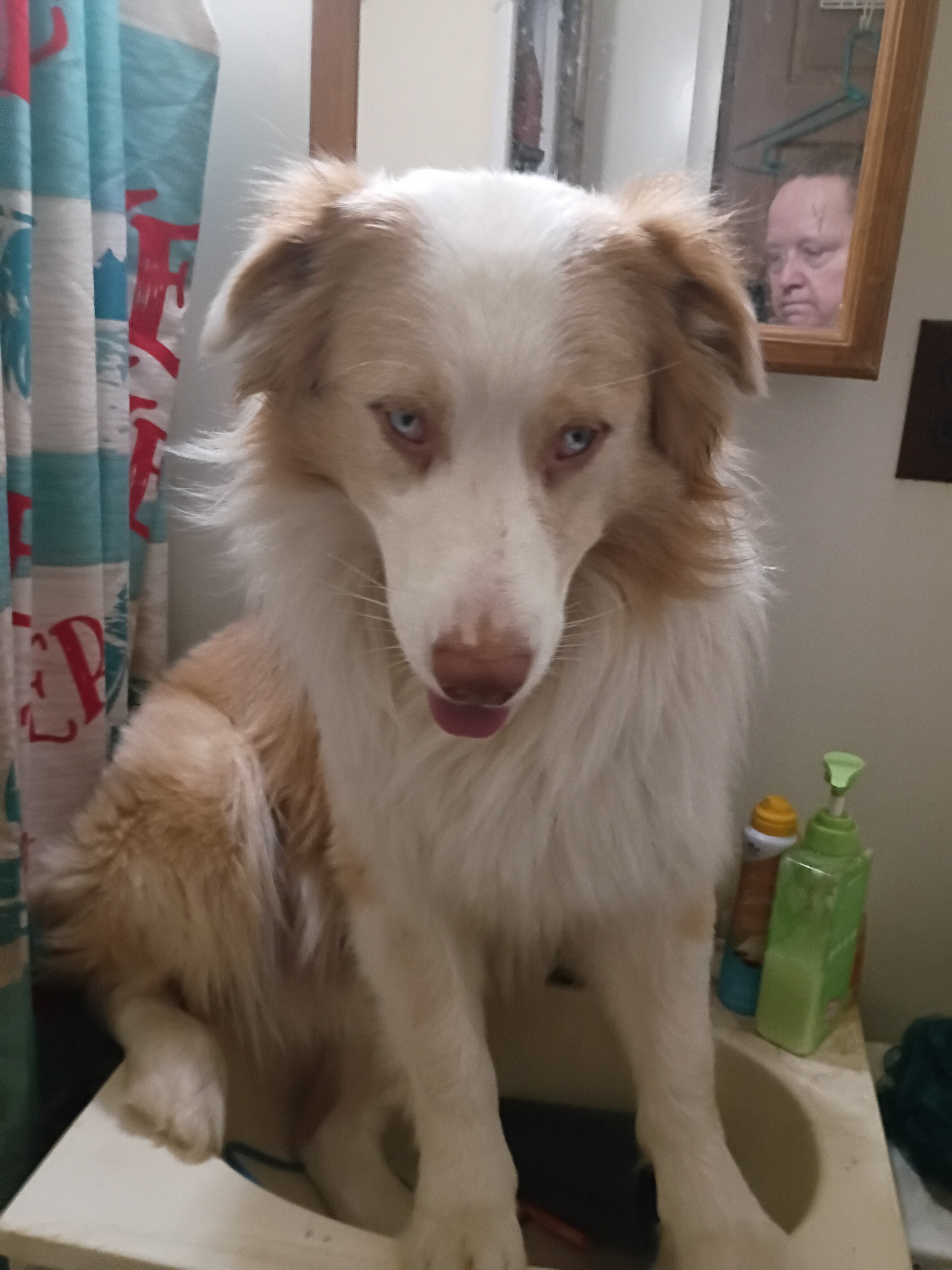 Australian Shepherd cream and white, merle image 1