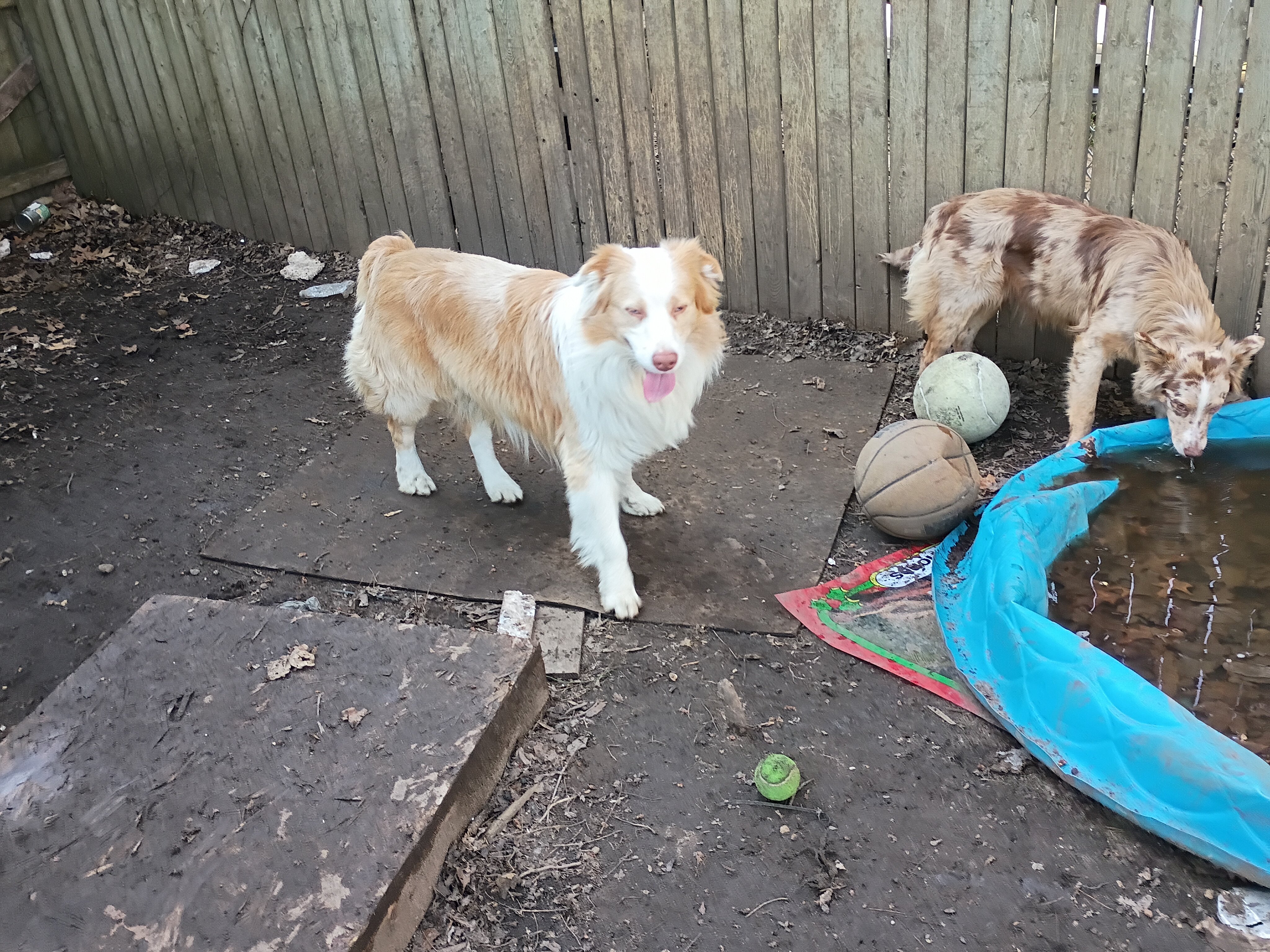Australian Shepherd cream and white, merle image 2