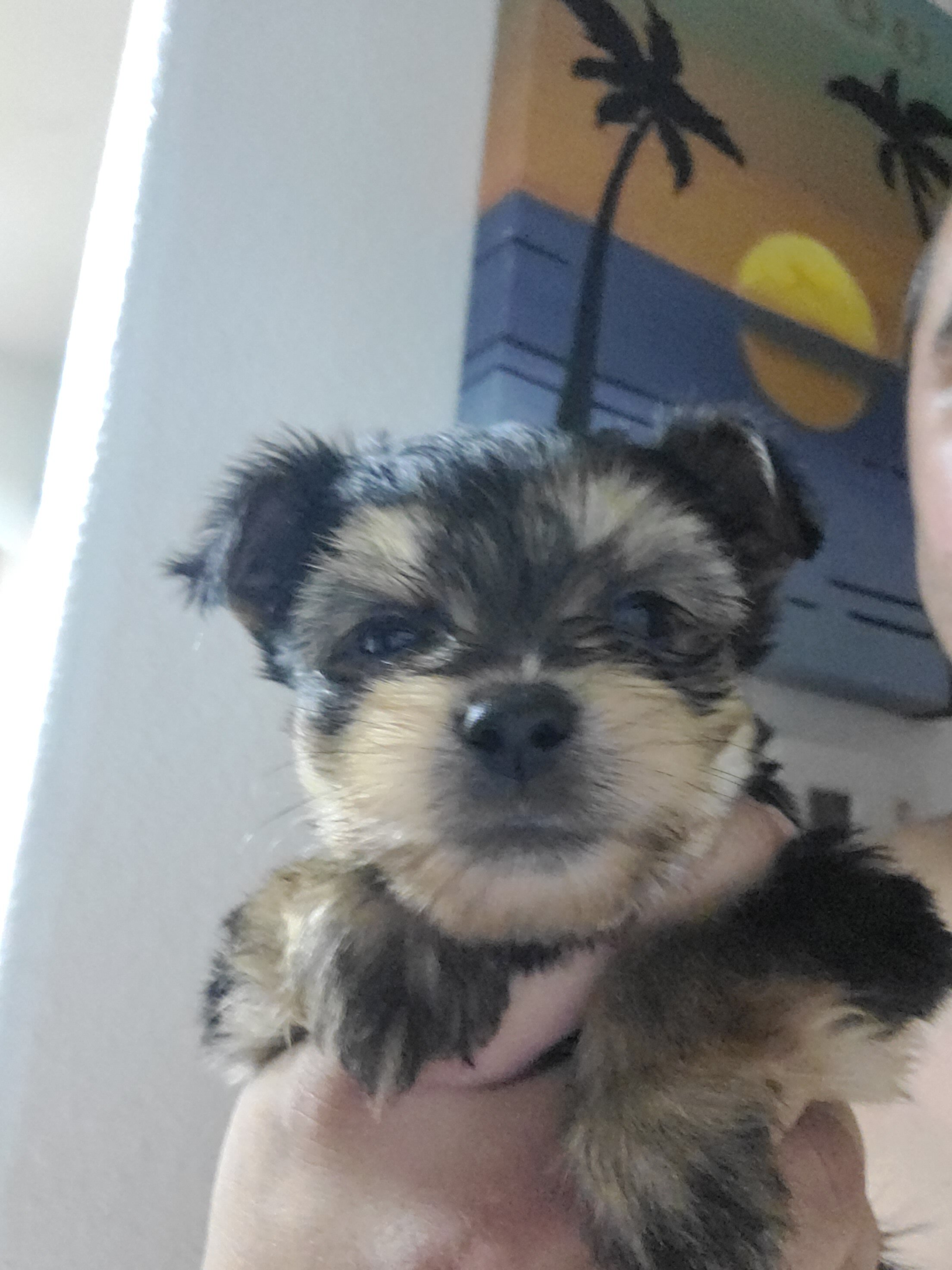 Tea cup Yorkie pups 3 males image 2