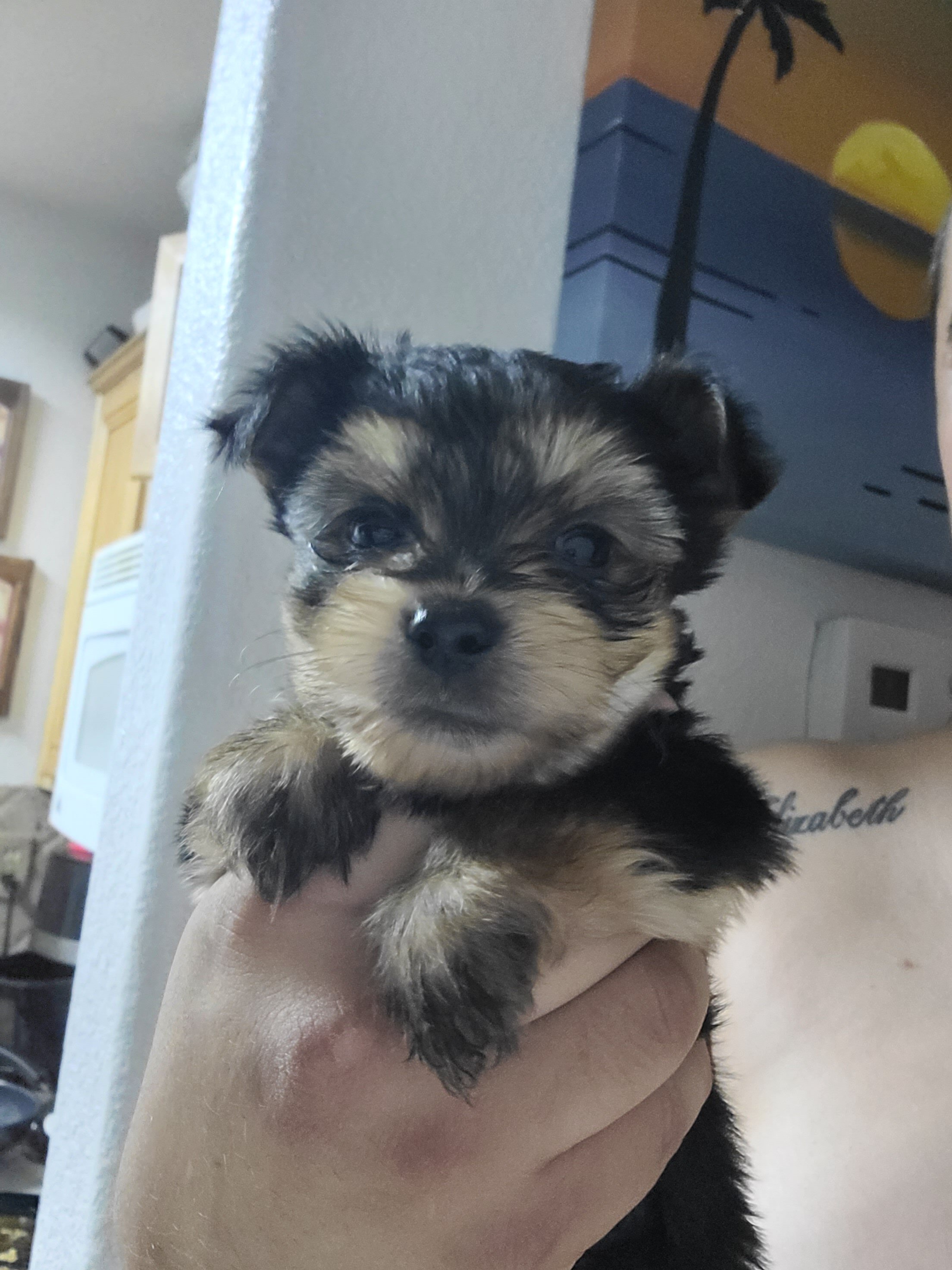 Tea cup Yorkie pups 3 males image 1