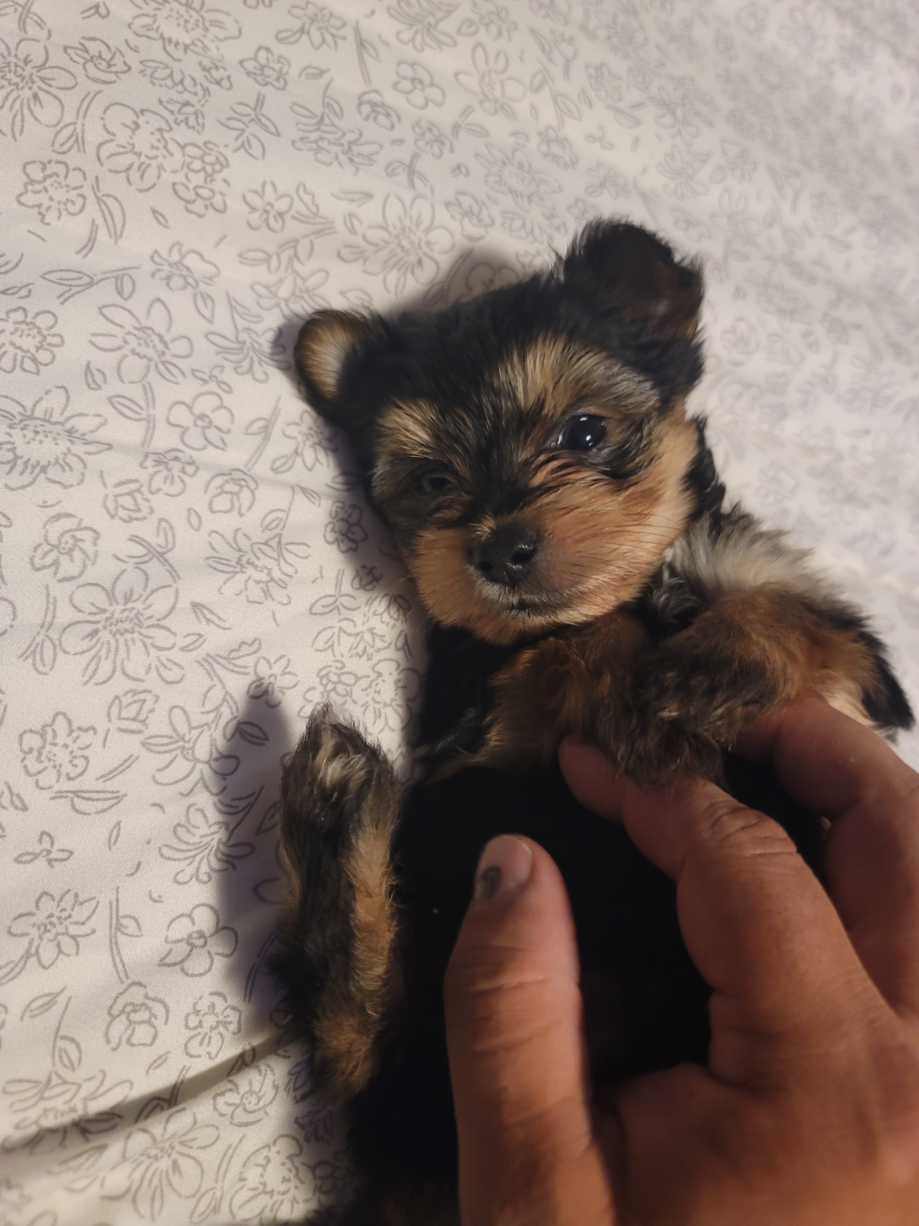 Tea cup Yorkie pups 3 males image 4