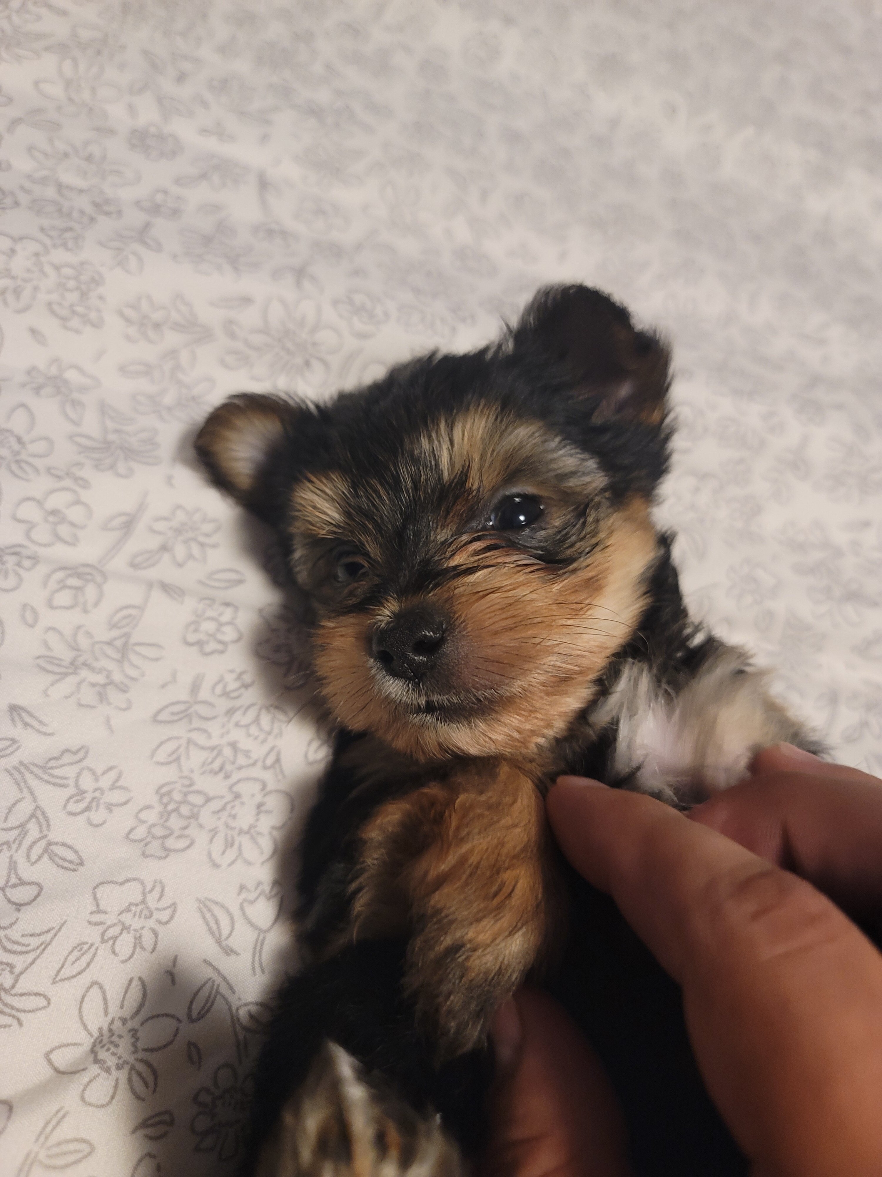 Tea cup Yorkie pups 3 males image 3