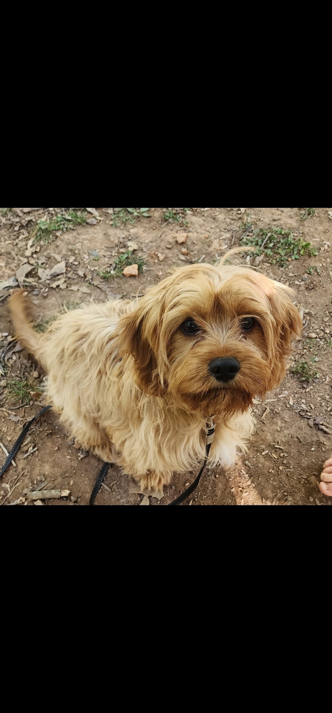 Female cavapoo puppy image 1