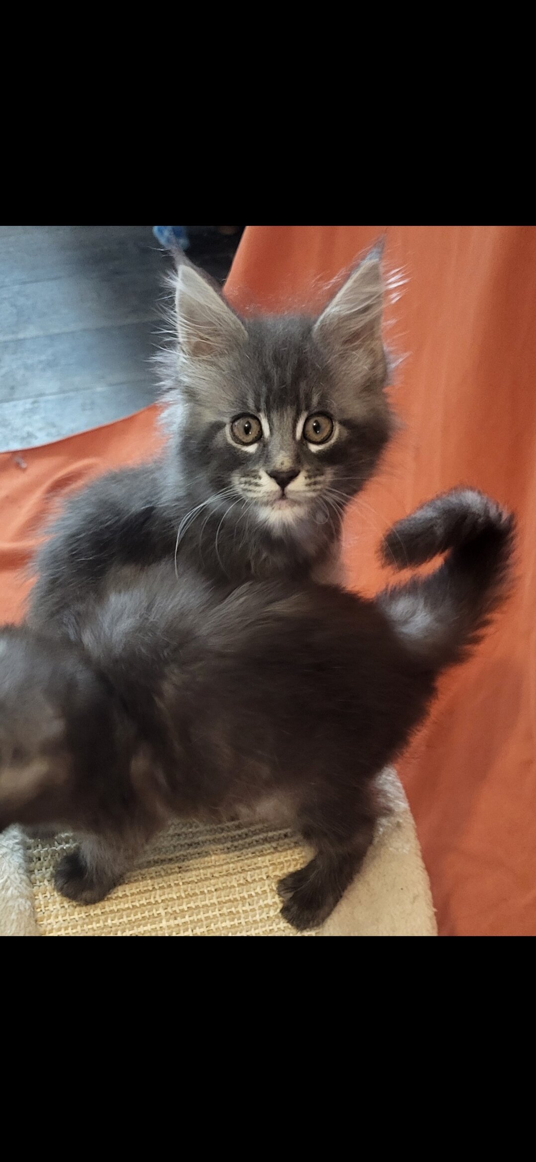 Tica registered female maine coon kittens image 6