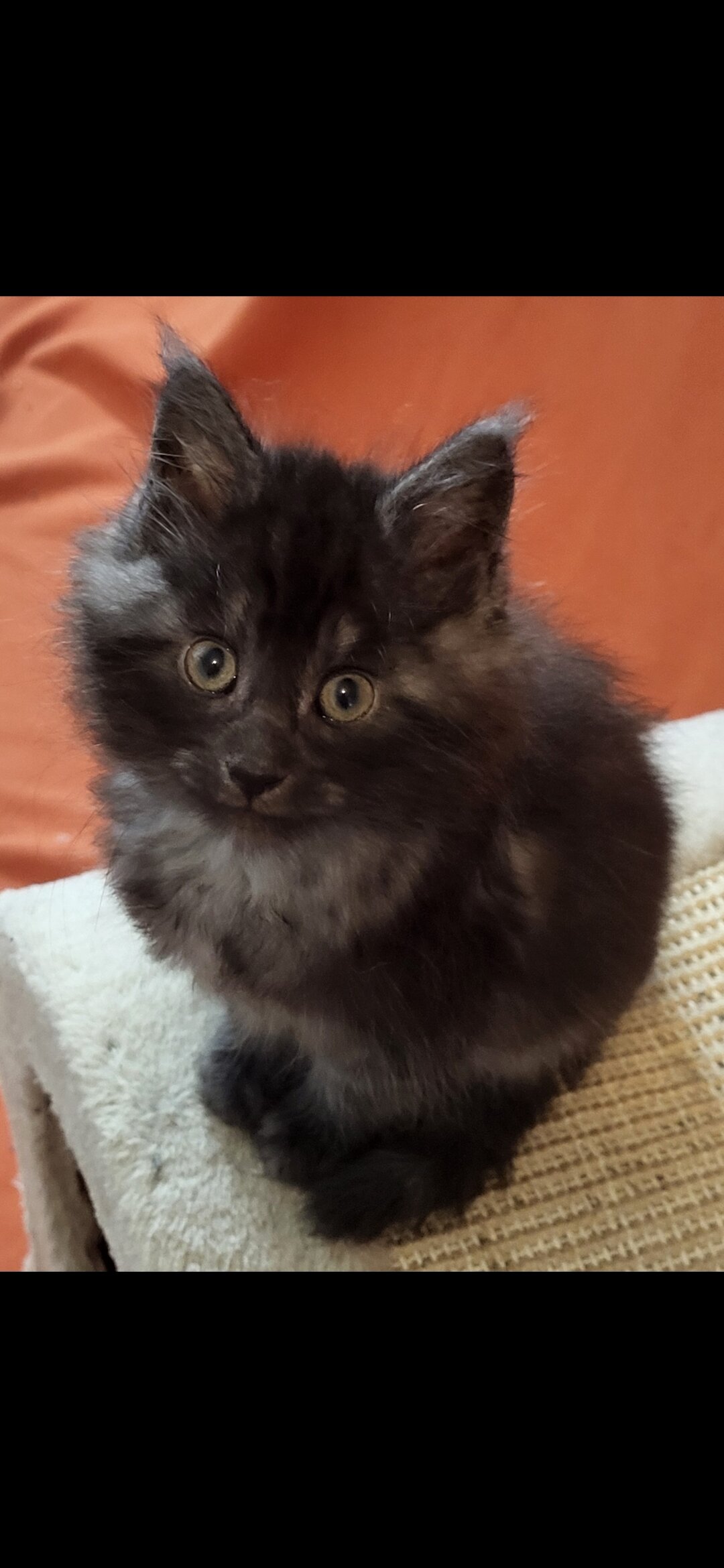 Tica registered female maine coon kittens image 5