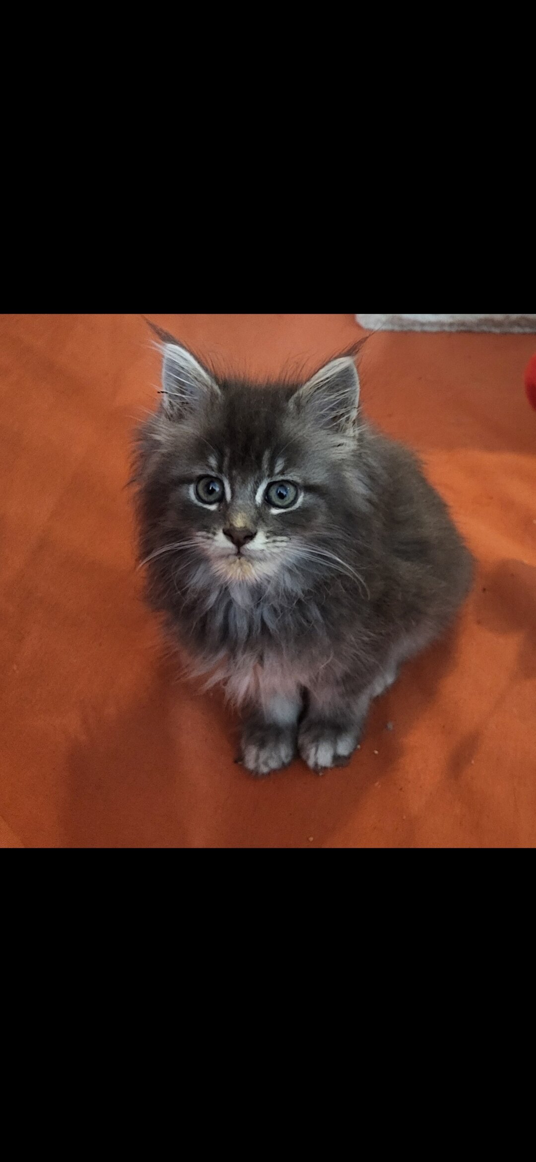 Tica registered female maine coon kittens image 4