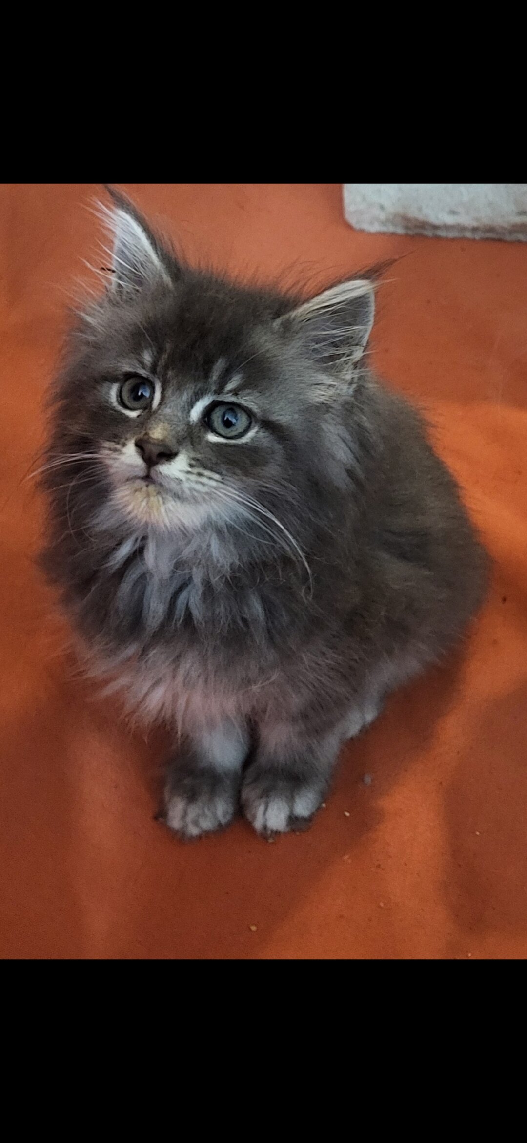 Tica registered female maine coon kittens image 3
