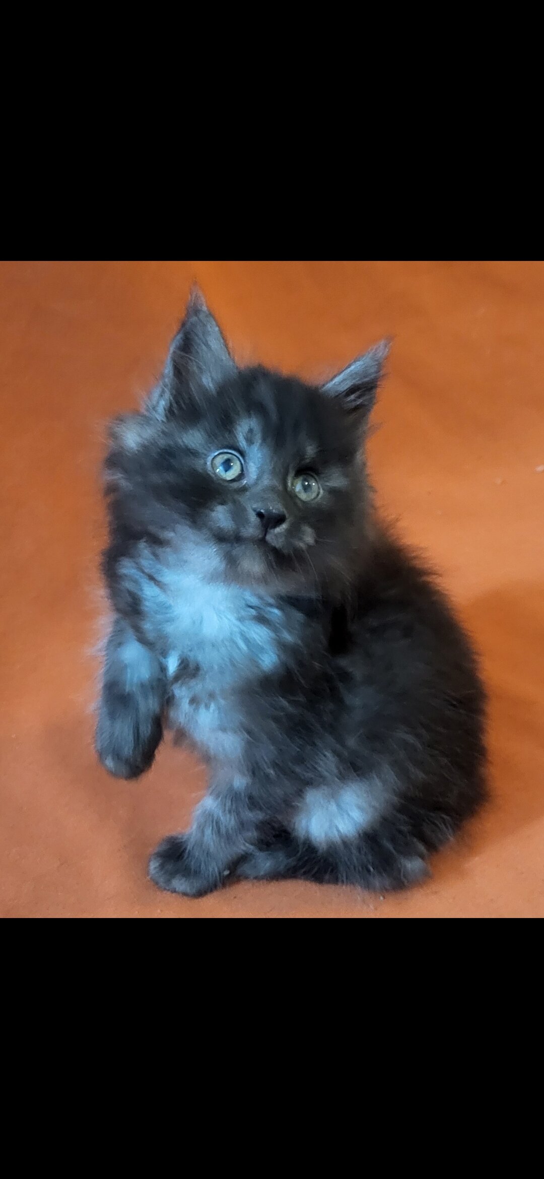 Tica registered female maine coon kittens image 2