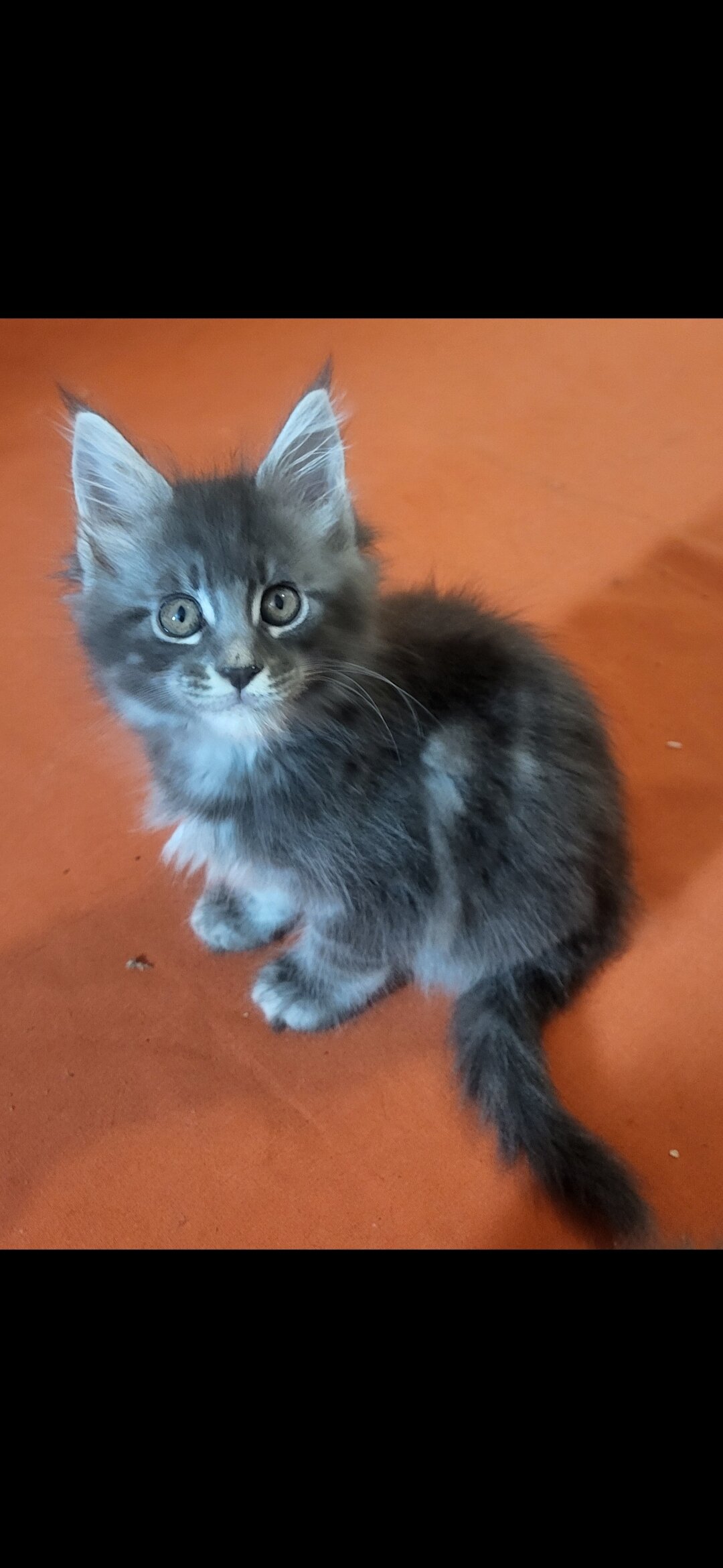 Tica registered female maine coon kittens image 1