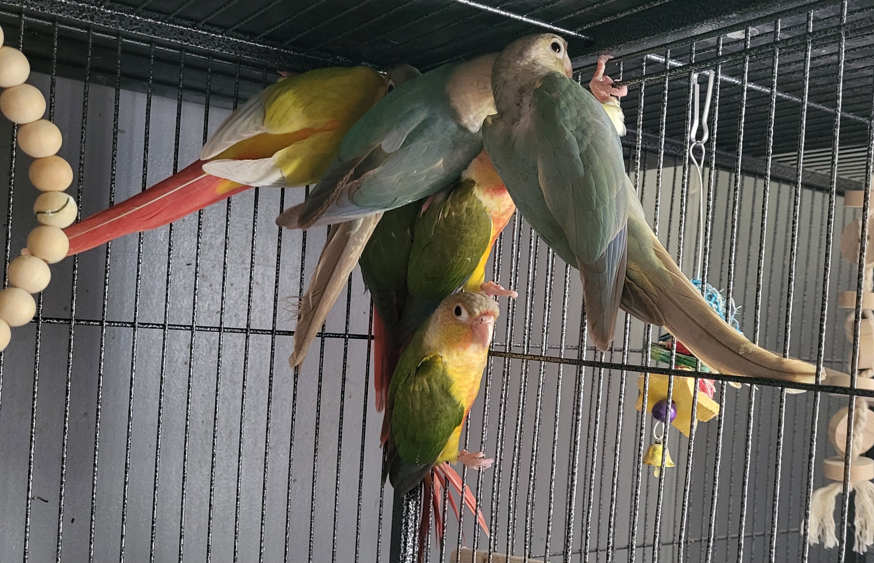 Baby pineapple conures image 4