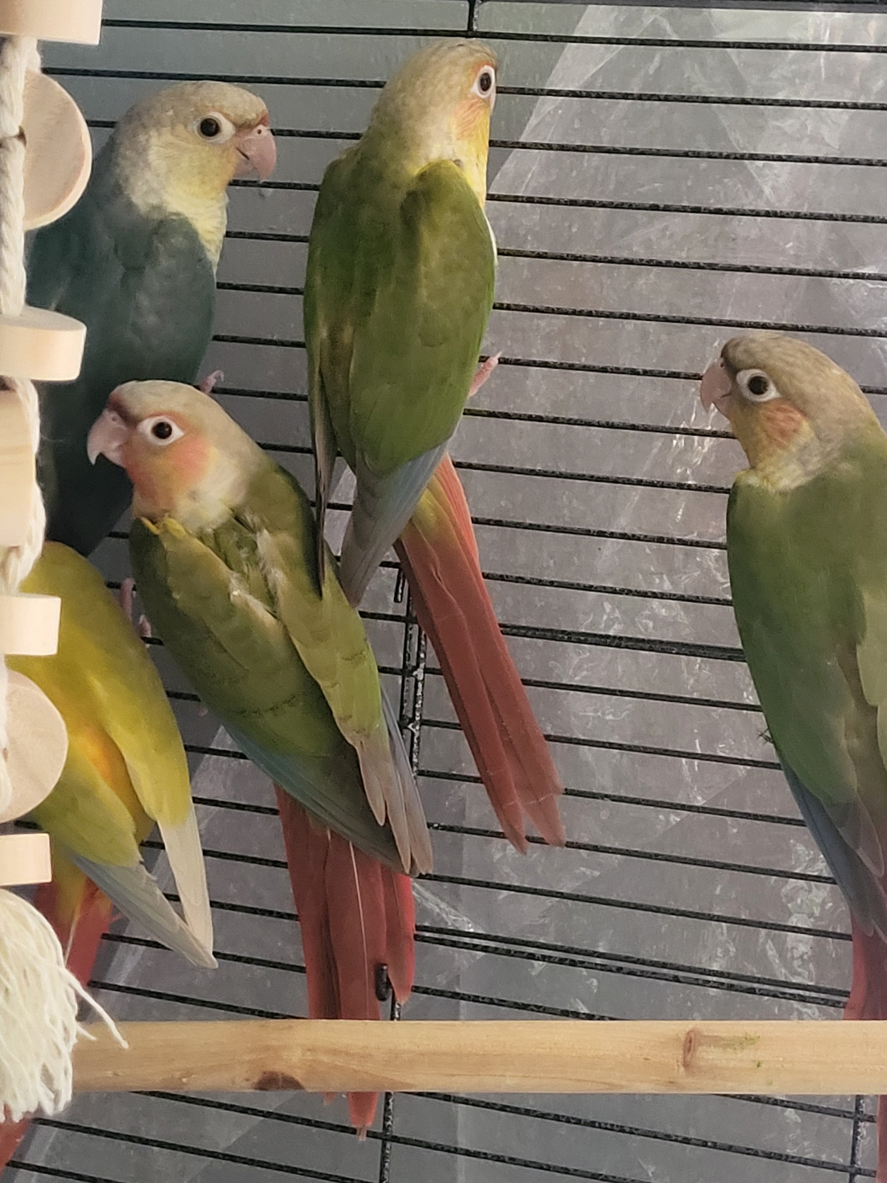 Baby pineapple conures image 3
