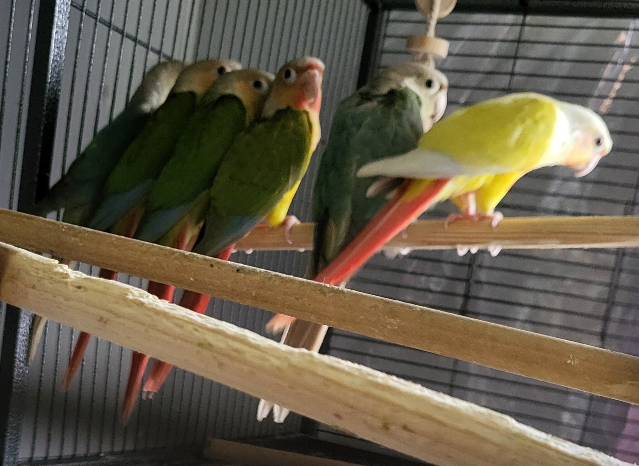 Baby pineapple conures image 1